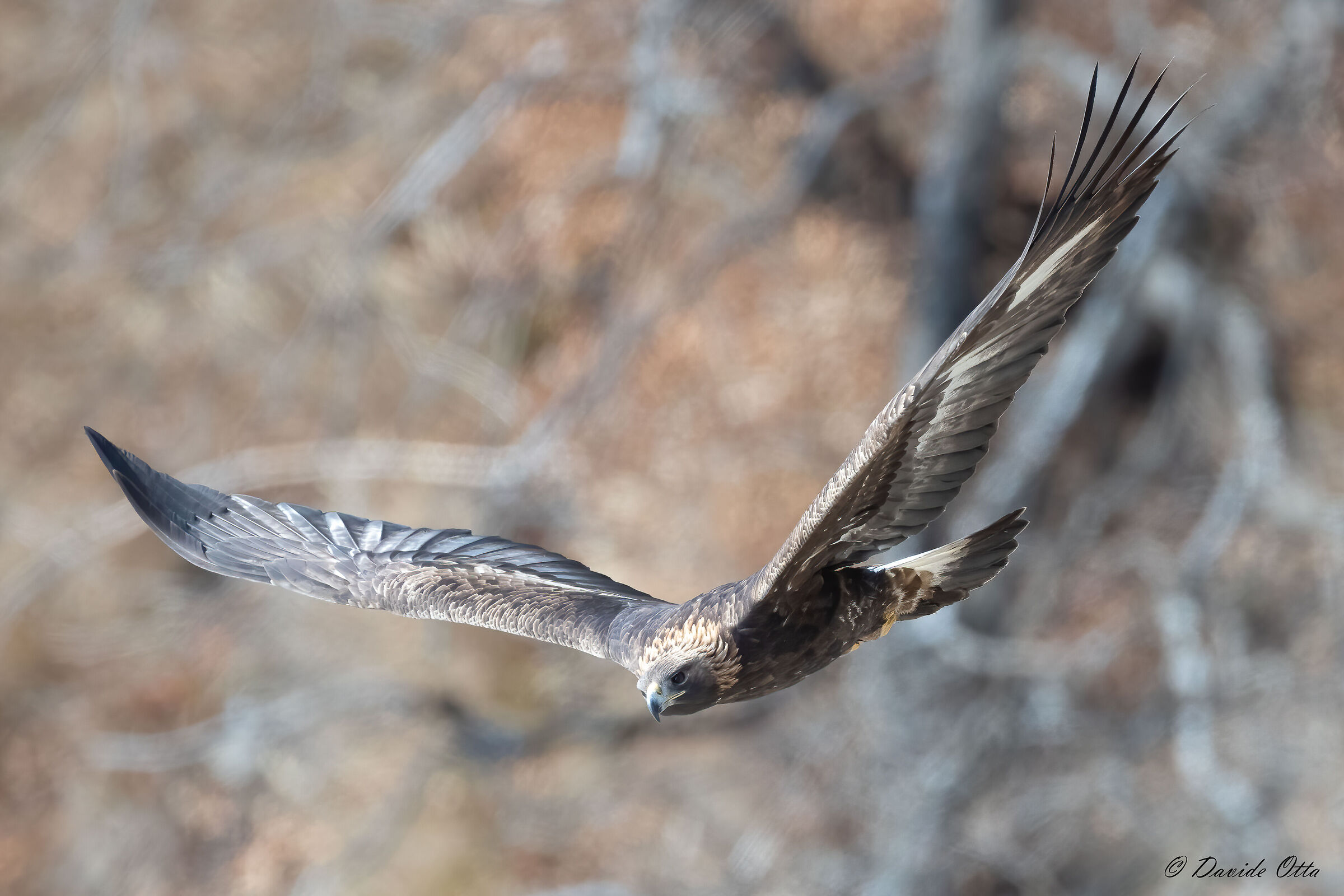 Aquila reale ravvicinata