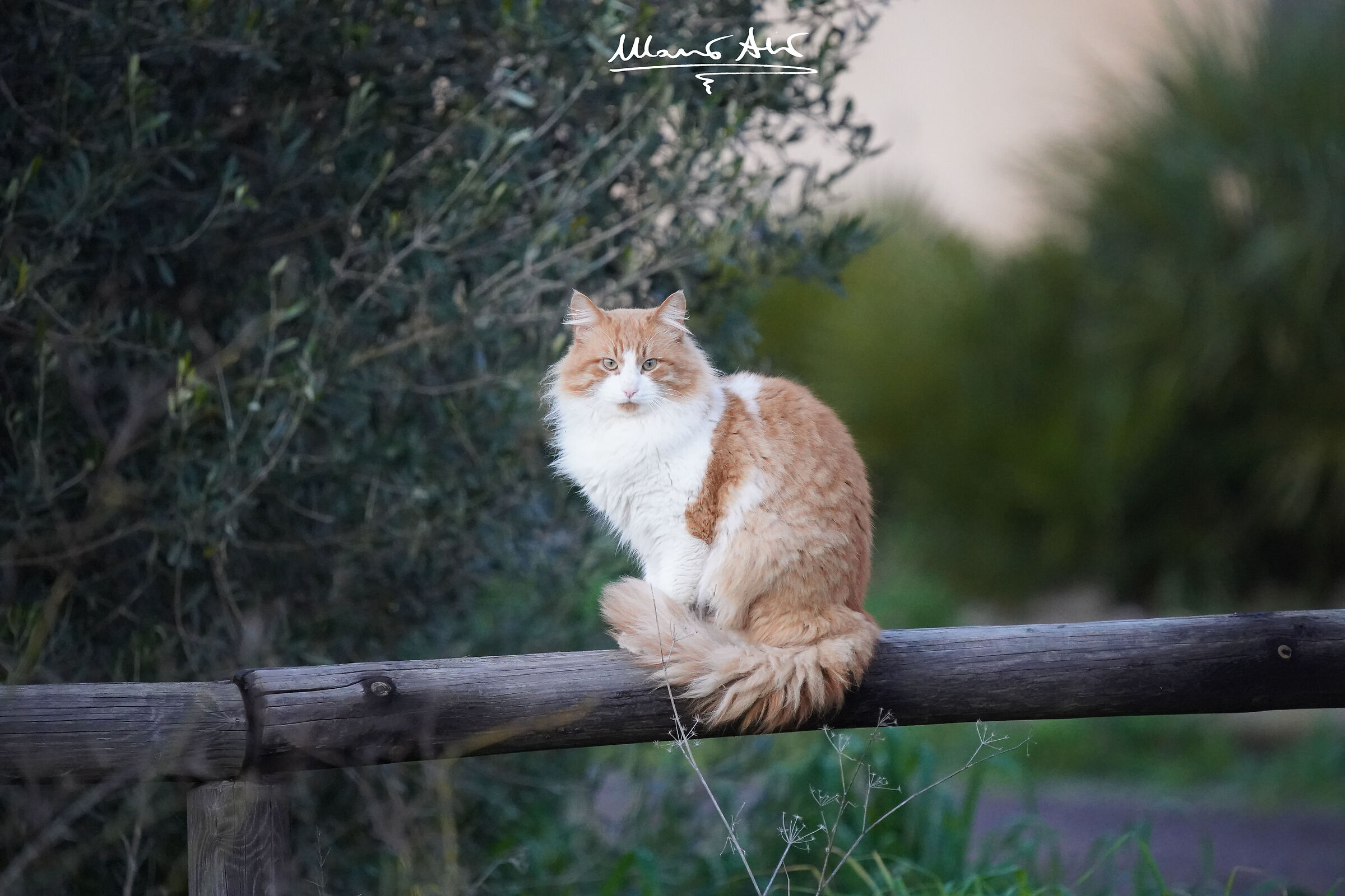 Gatto