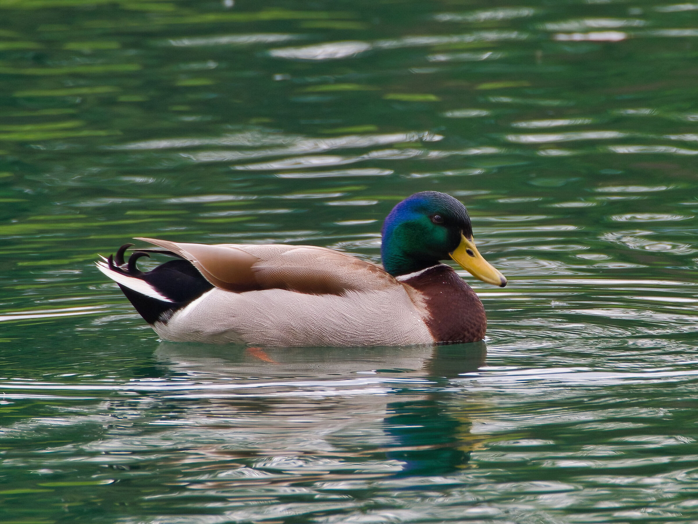 Mallard