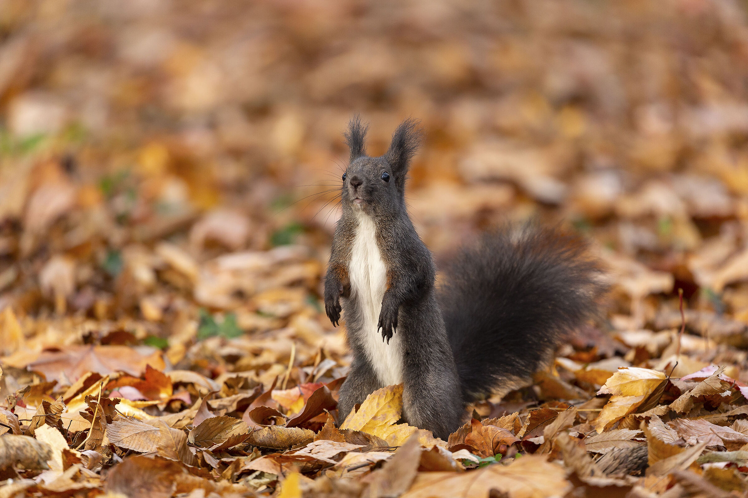 Squirrel