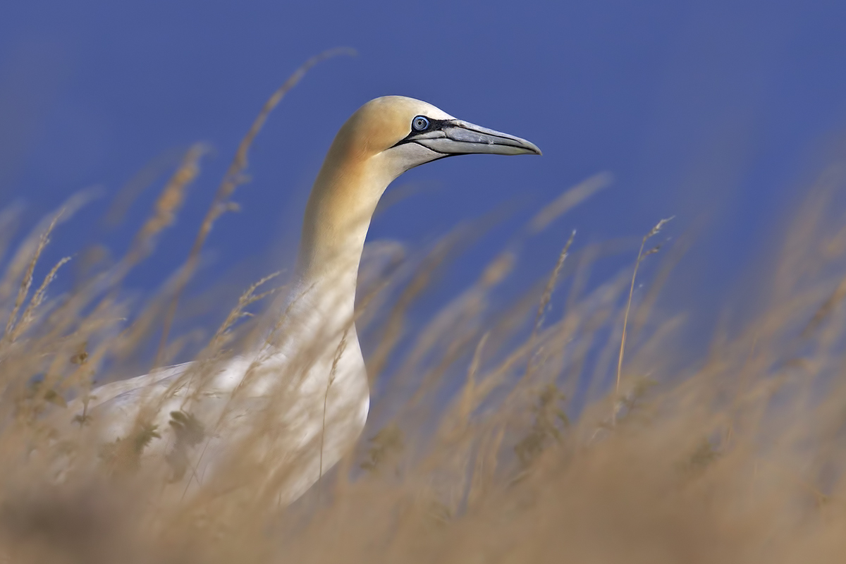 Northern gannet