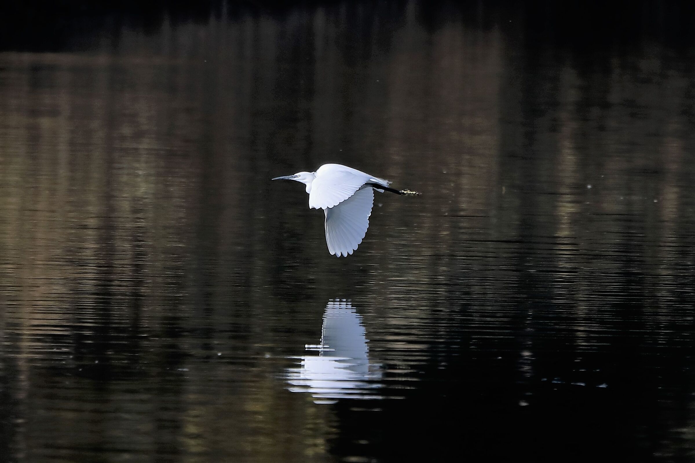 egret