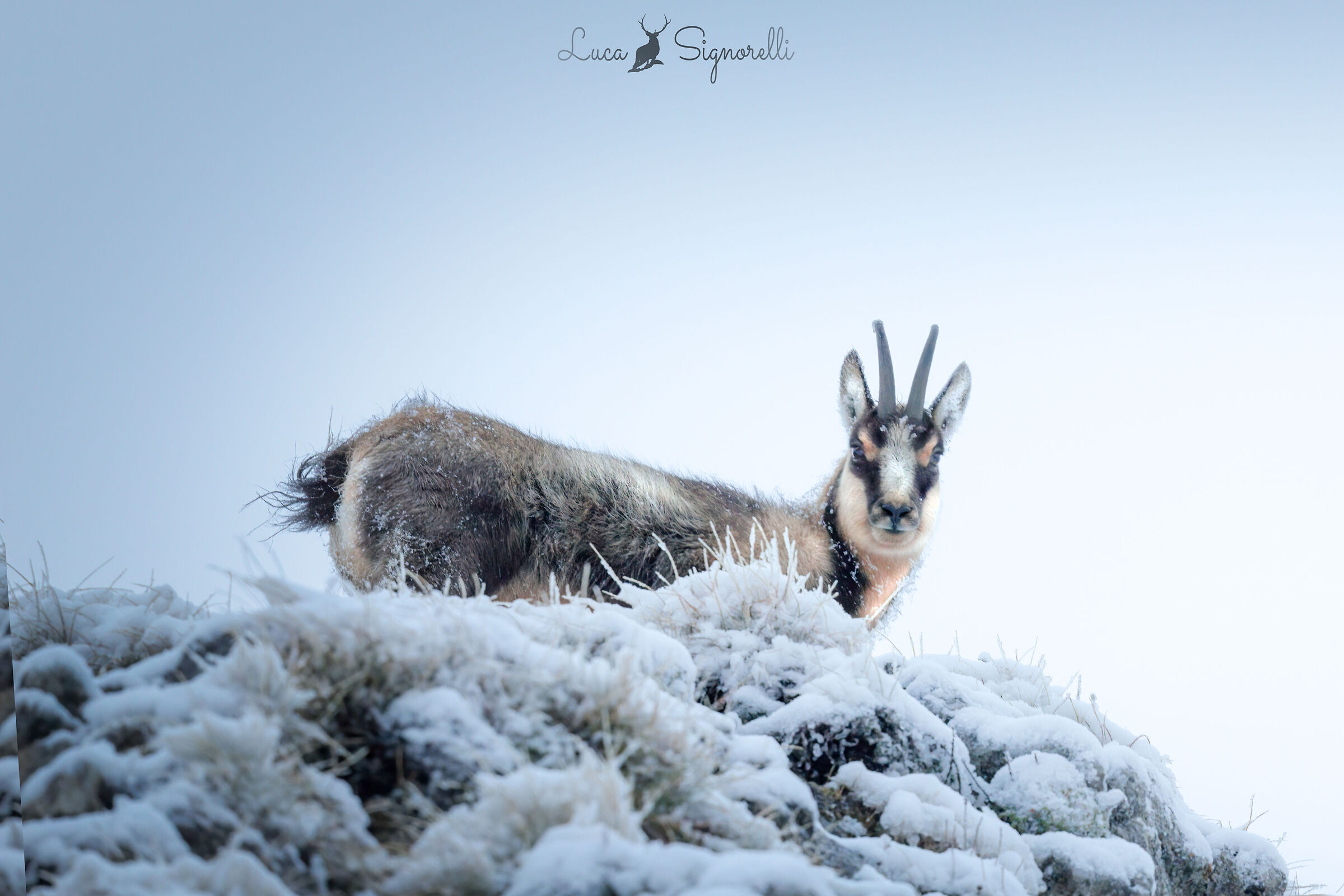 In Chamois