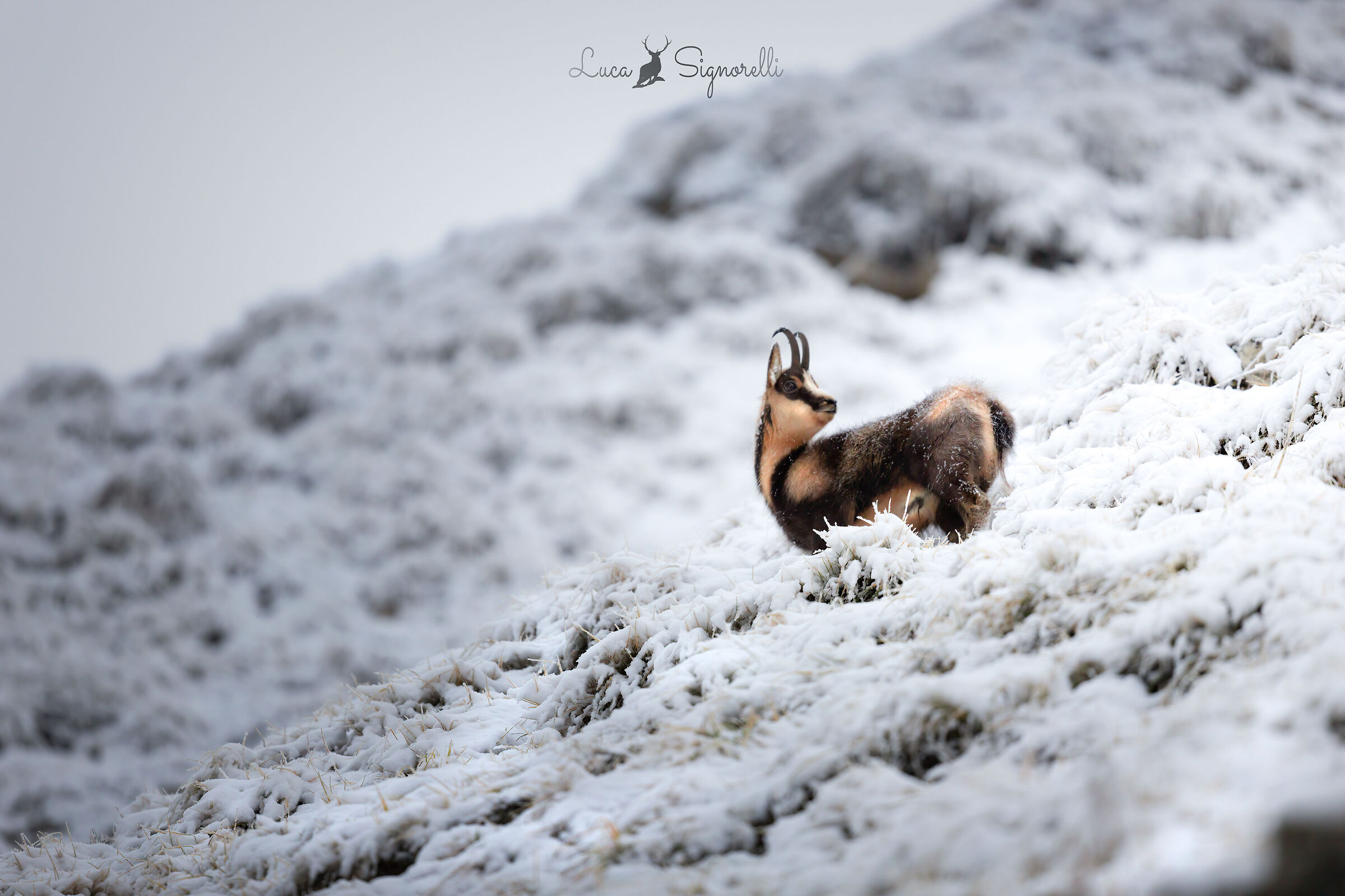 A Chamois