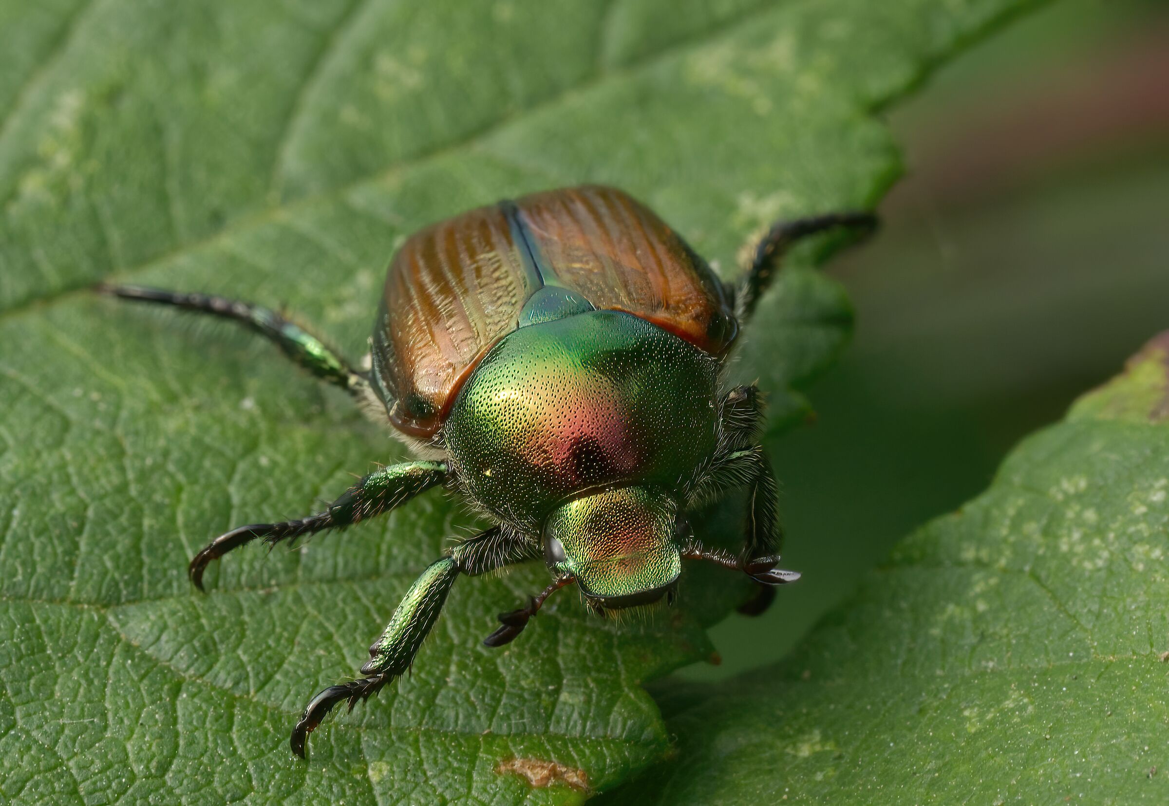 Il muso della Popillia Japonica