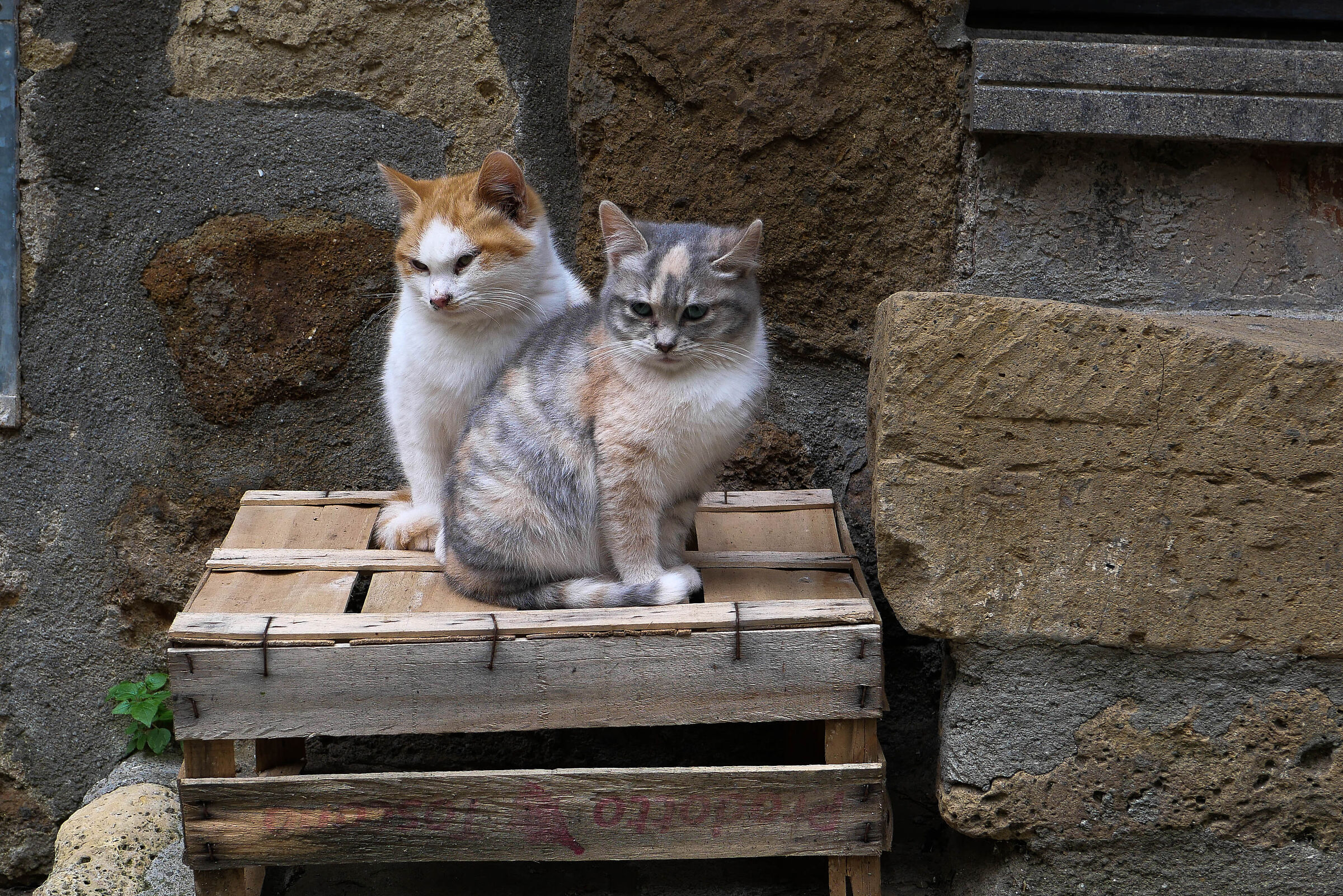 We are 2 street kittens