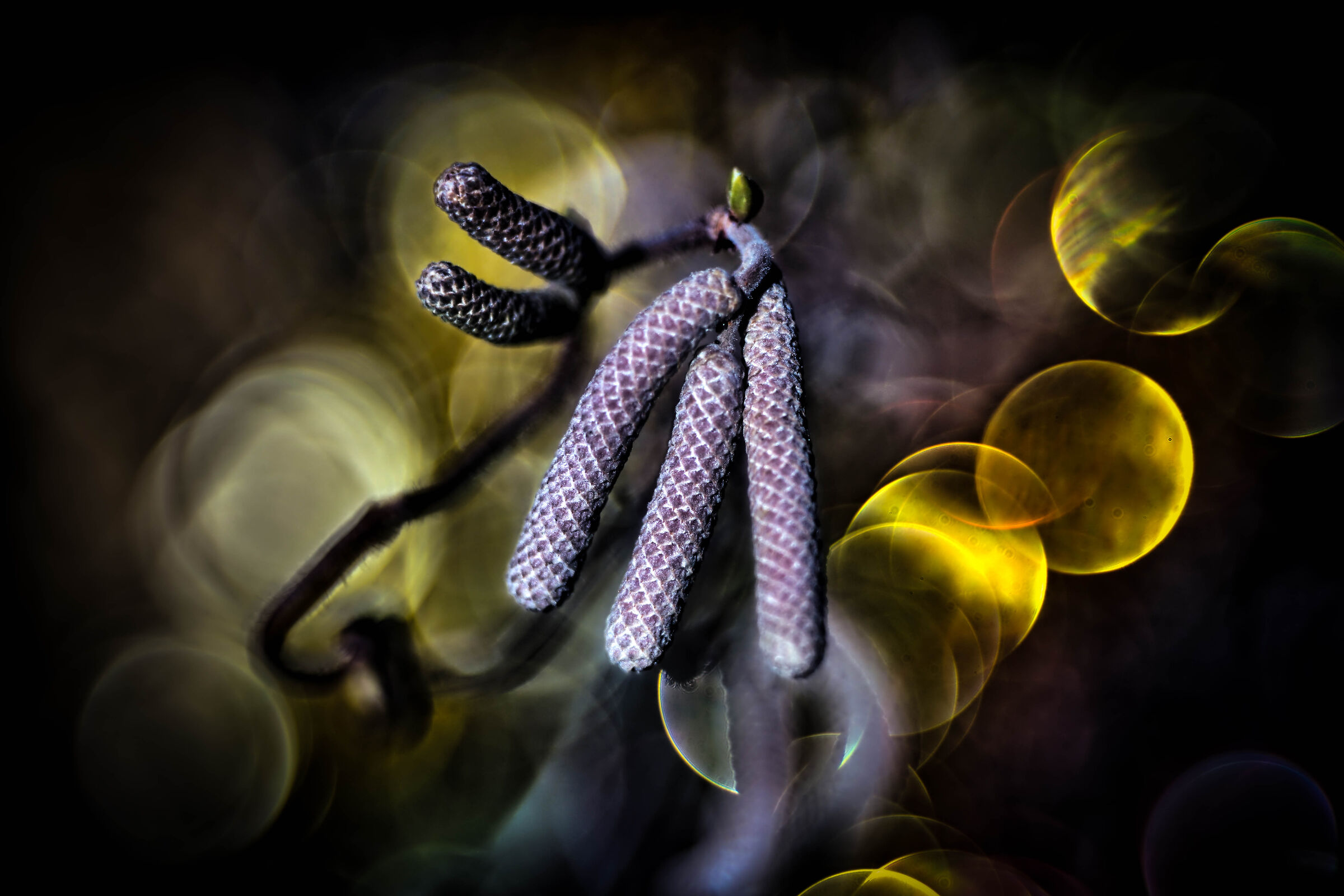 vintage lenses bokeh