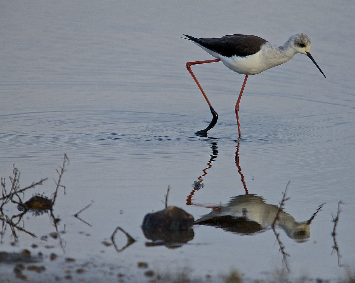 Il cavaliere con lo stivale