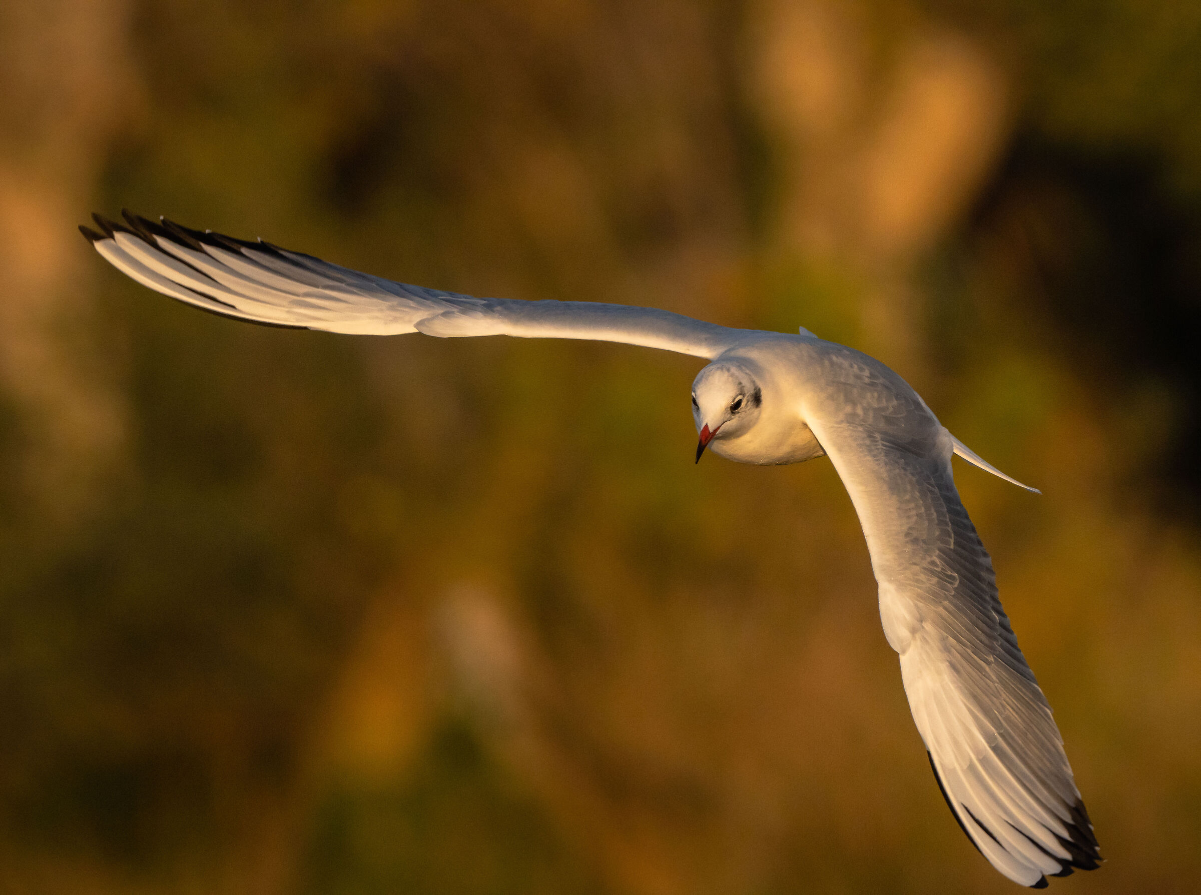 Gabbiano al tramonto