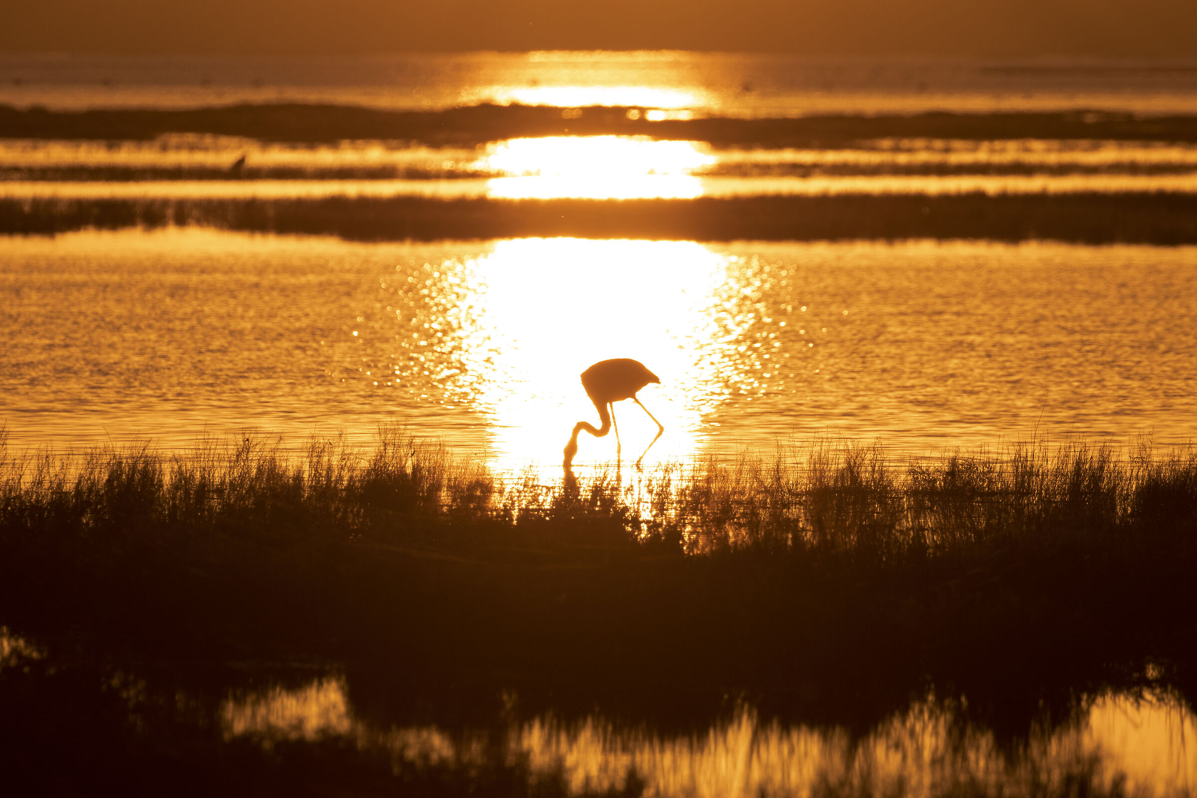 Flamingo at sunset