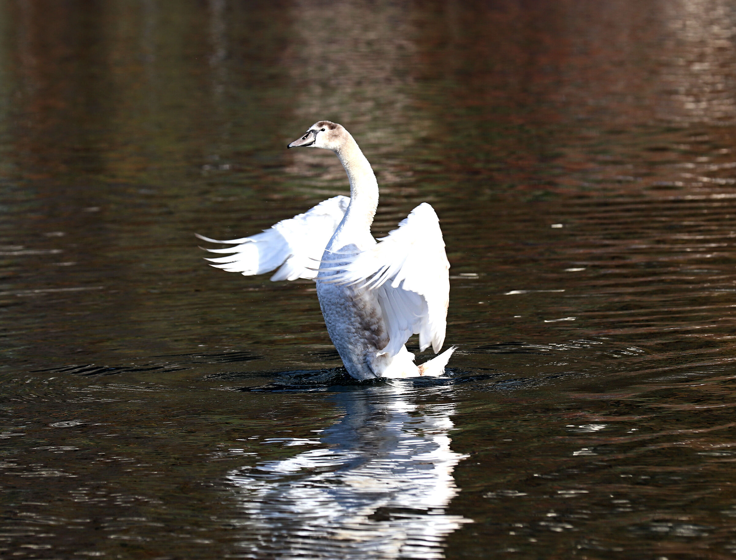 the swan dance