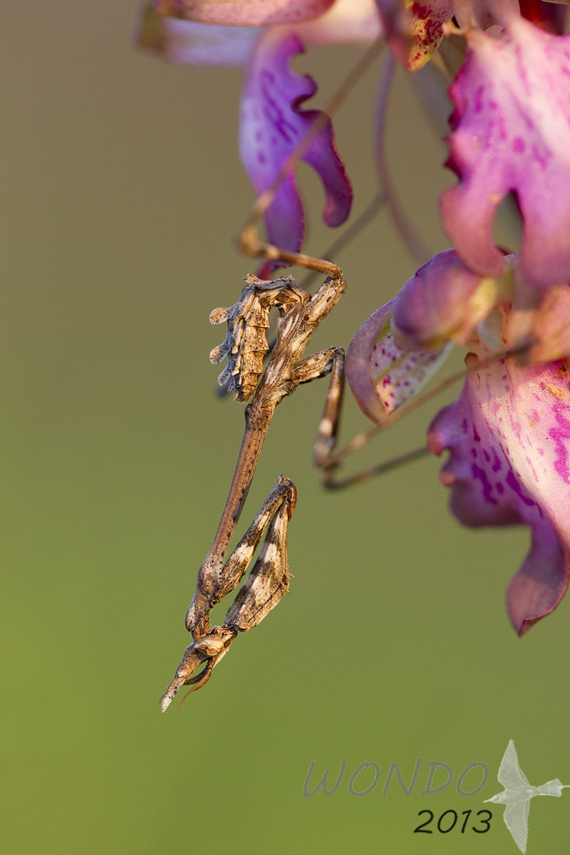 empusa on orchid