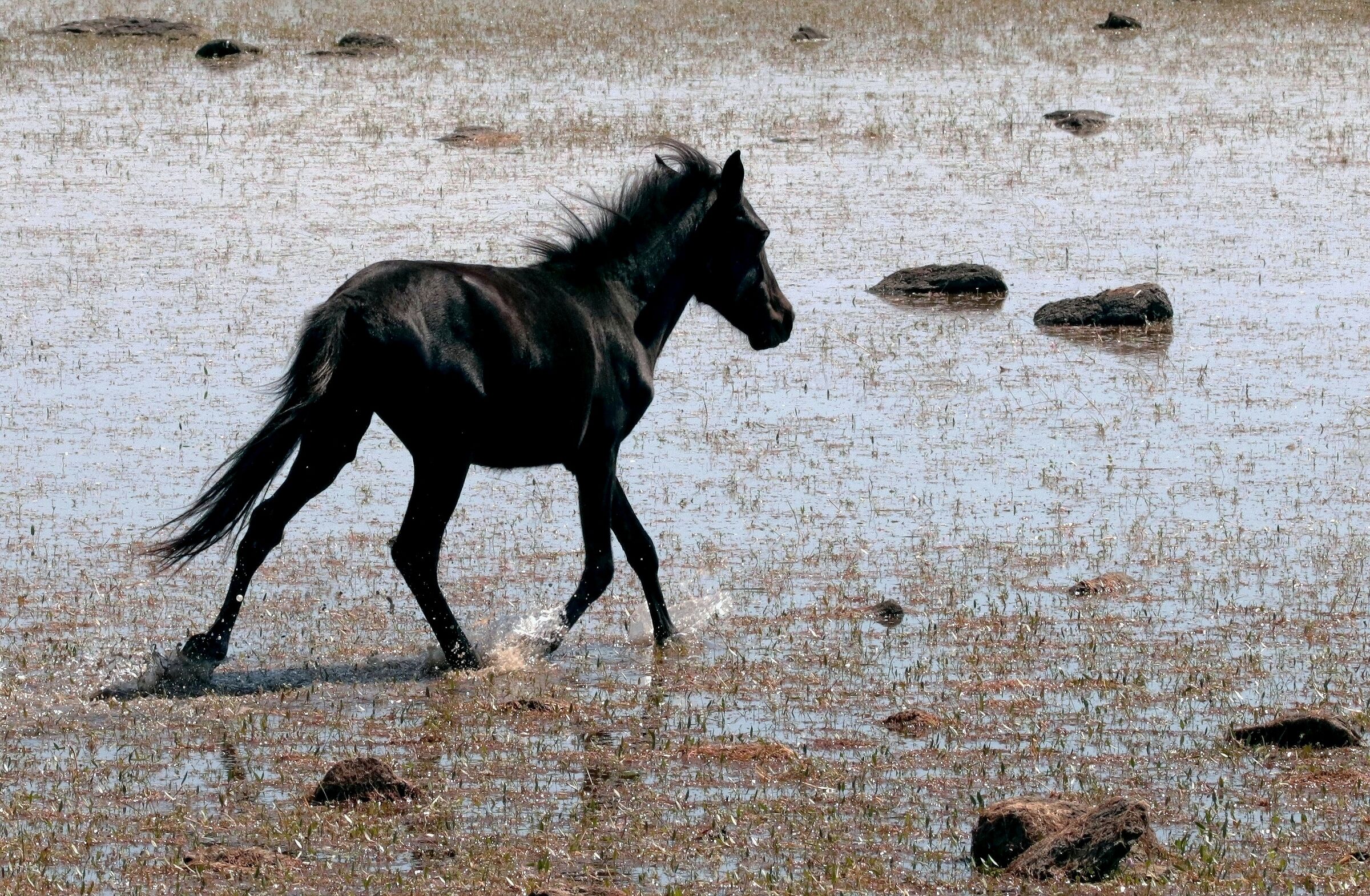 Cavallino della Giara