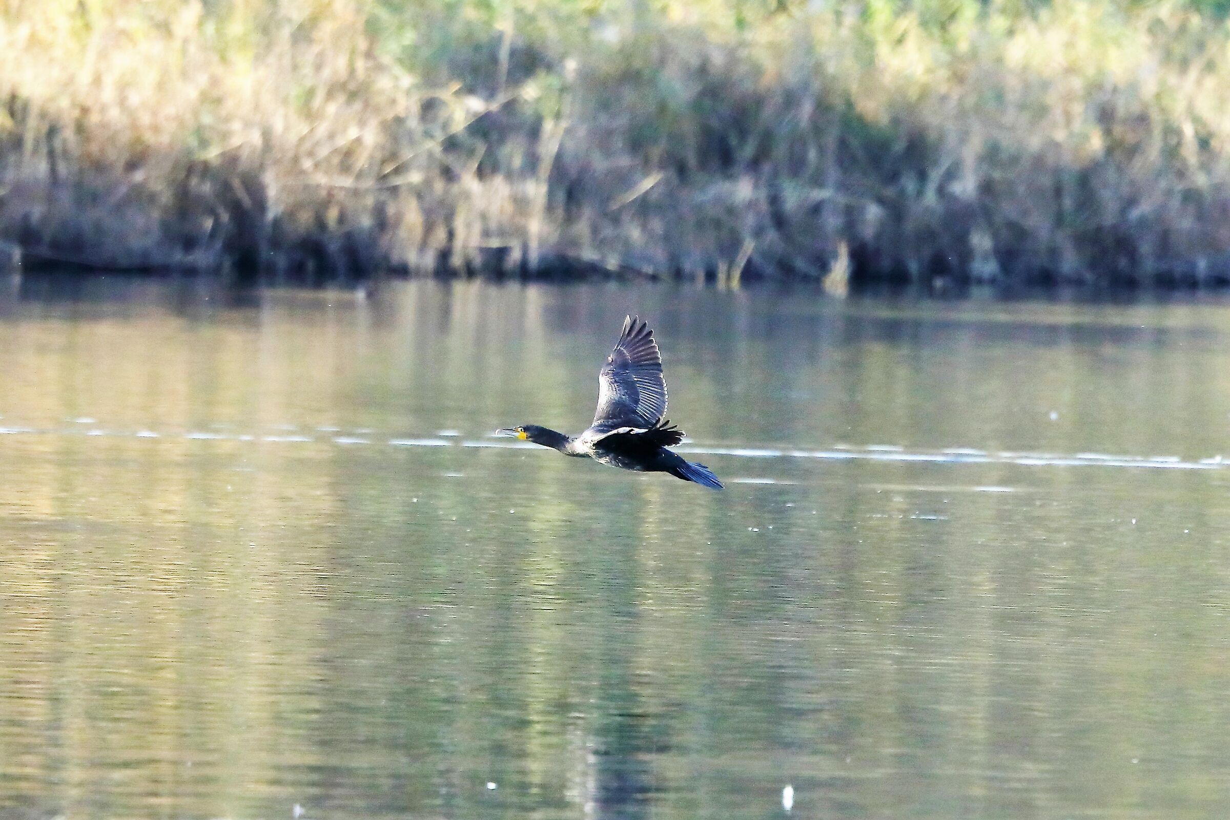 Cormorant