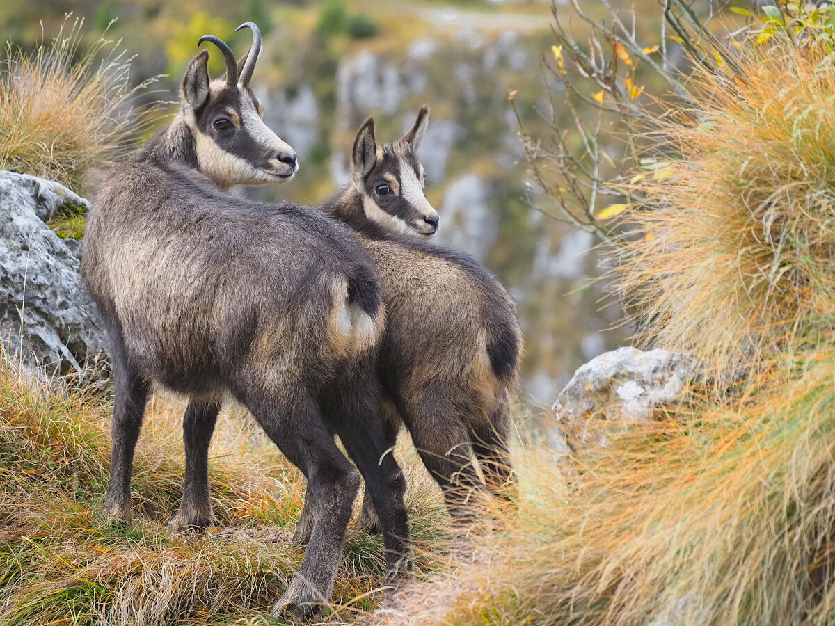 Hai visto mamma chi c'è?