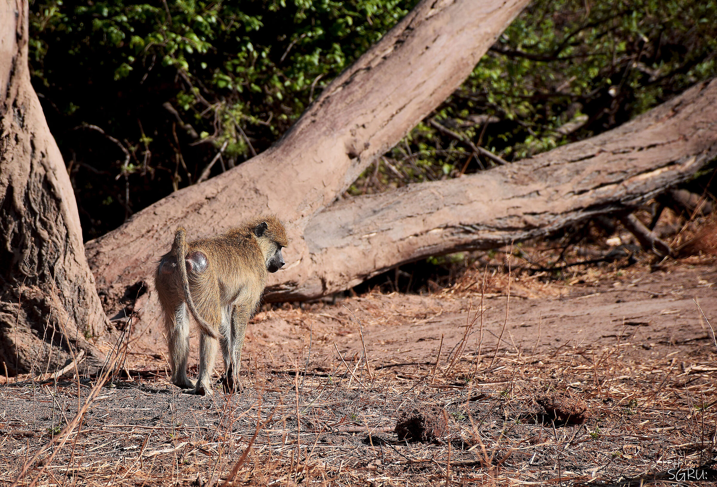 il babbuino pensieroso