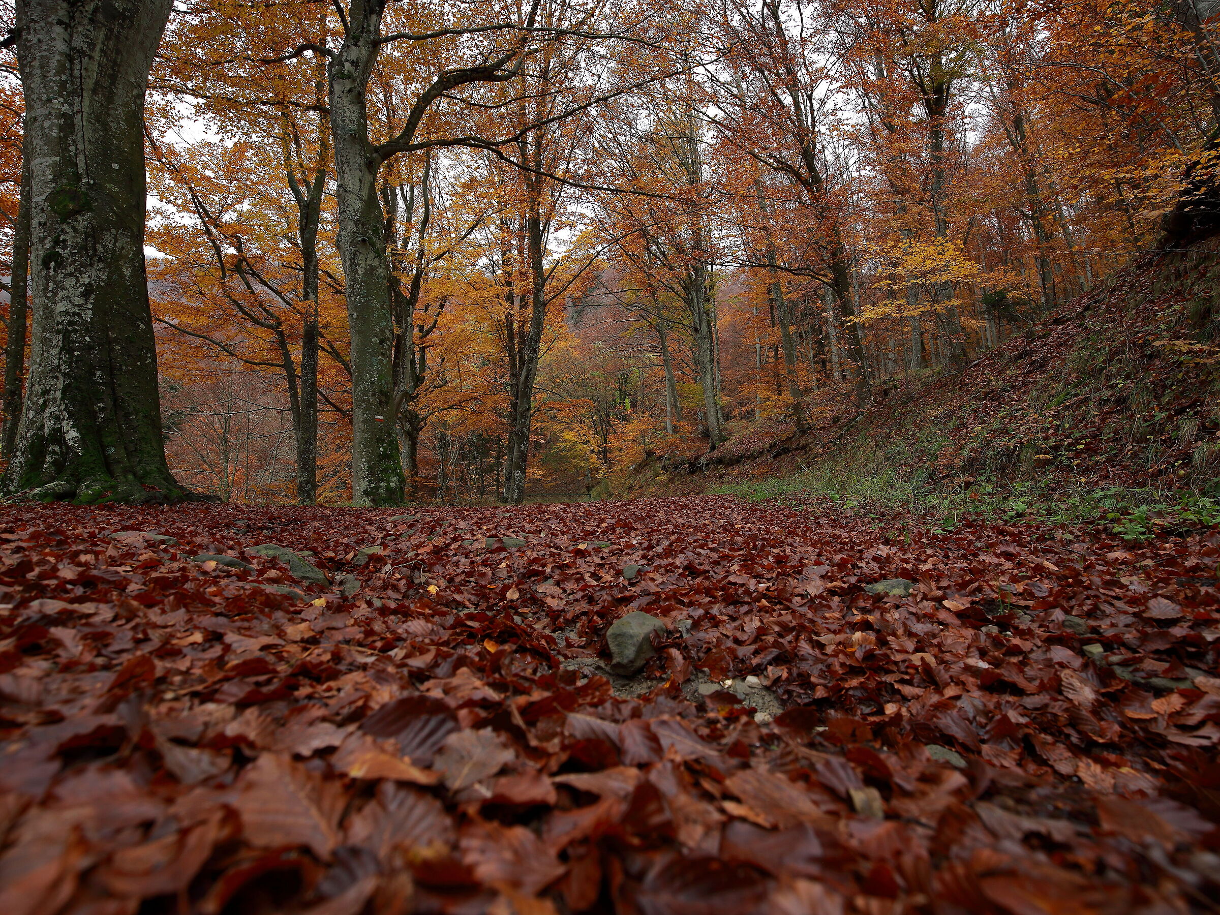 Red carpet in red autunm