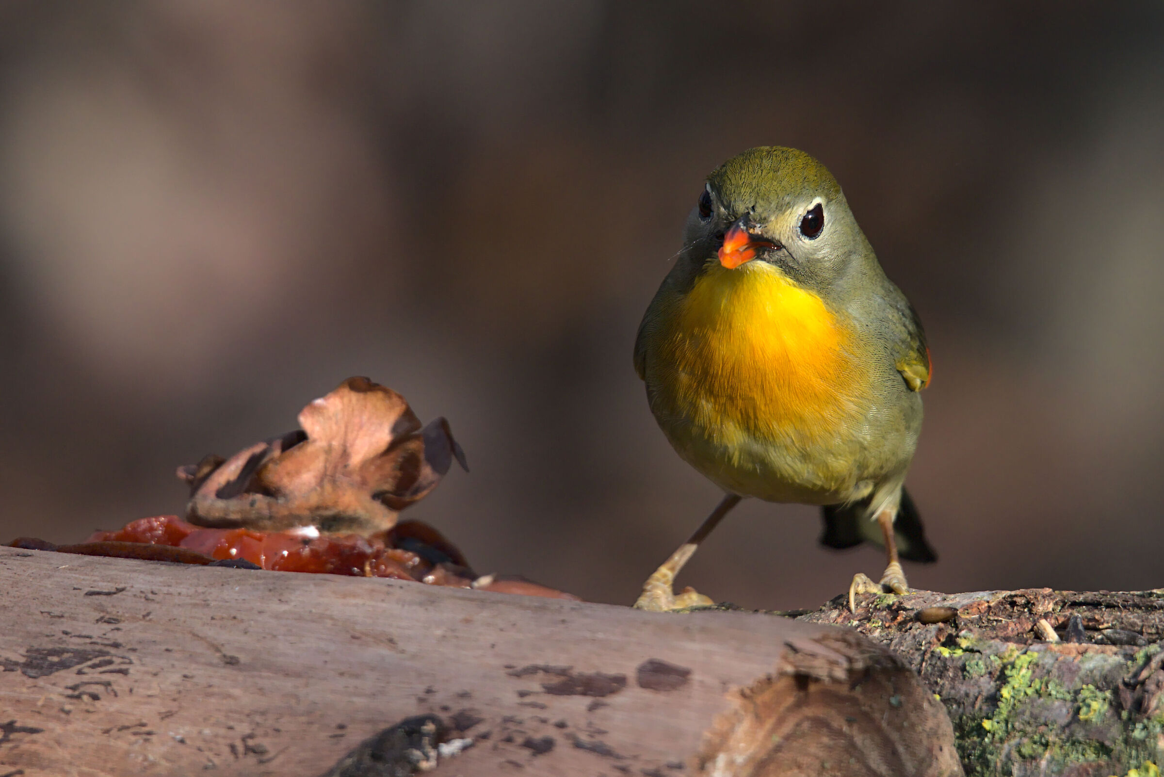 usignolo giapponese 1