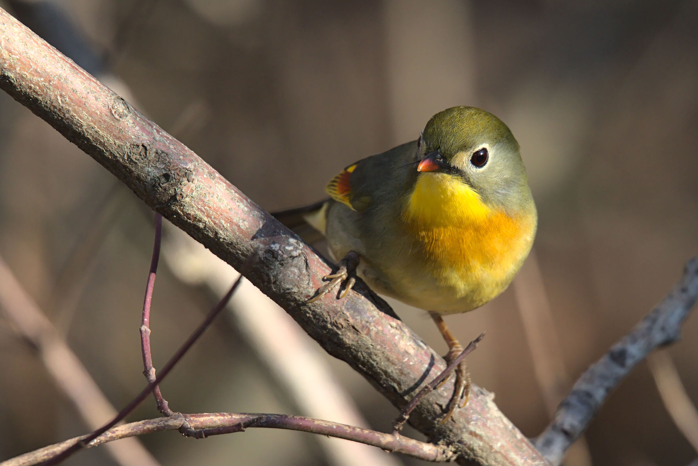 usignolo giapponese 3