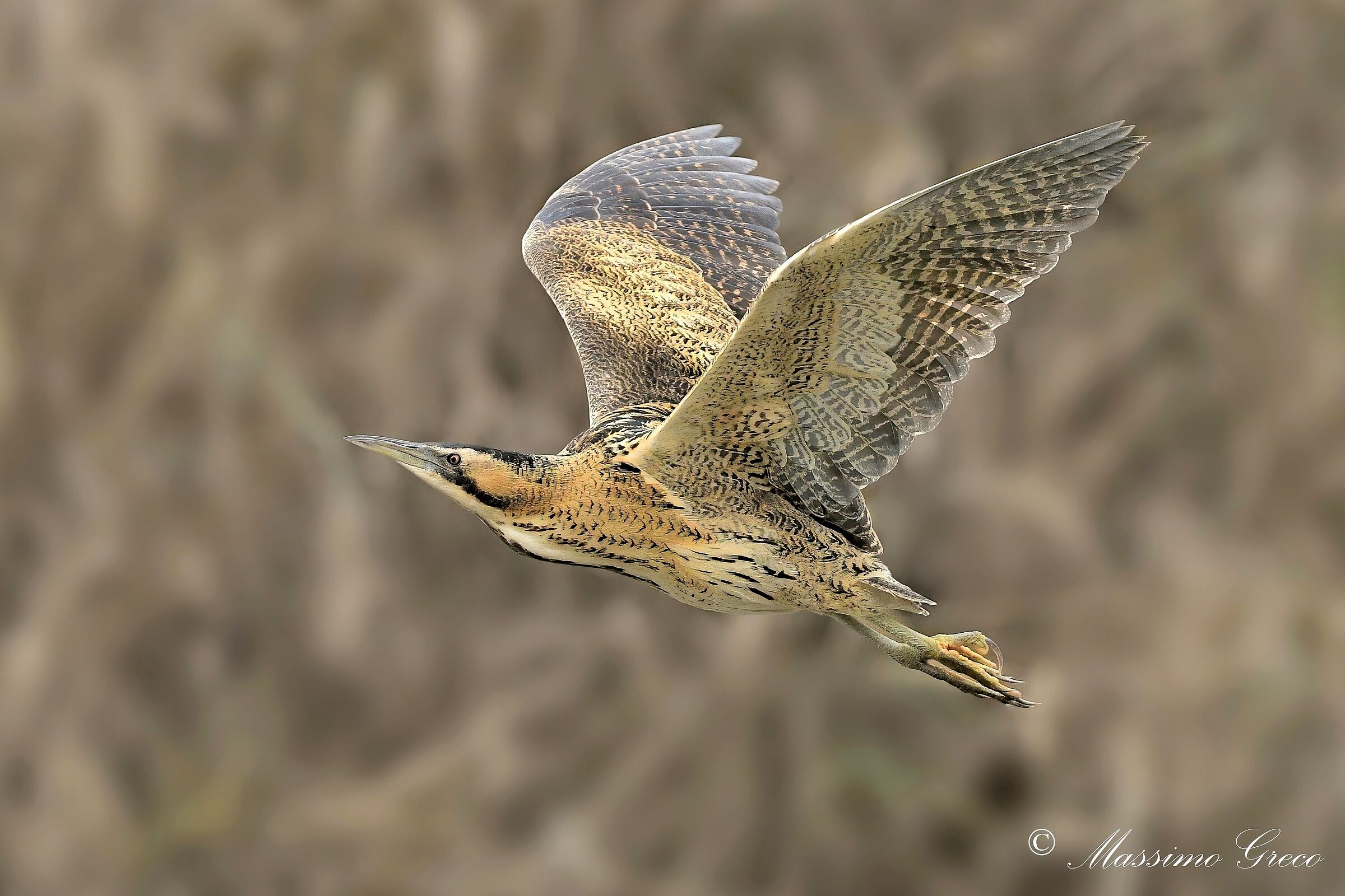 Bittern (Botaurus stellaris)