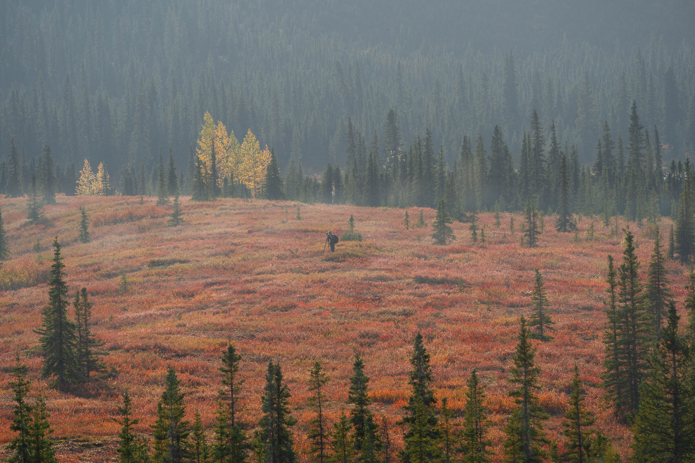 the curious photographer