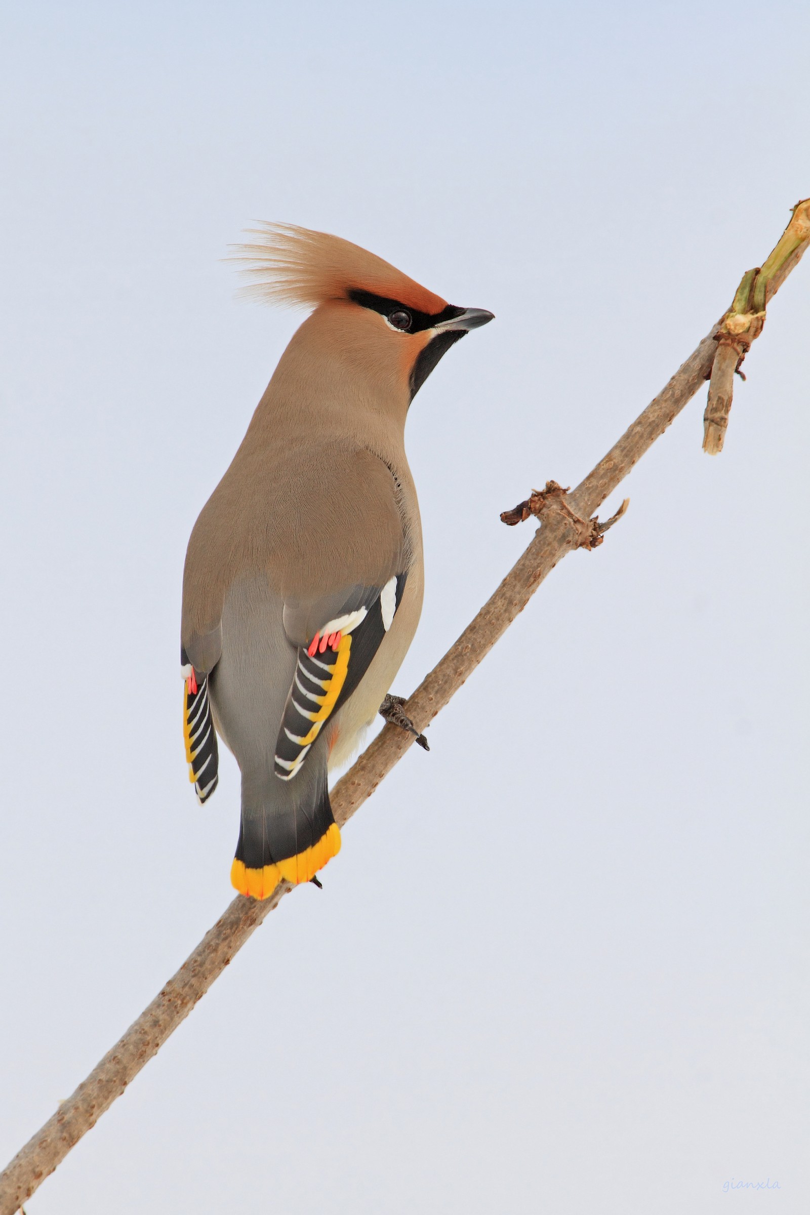 un'altro beccofrusone