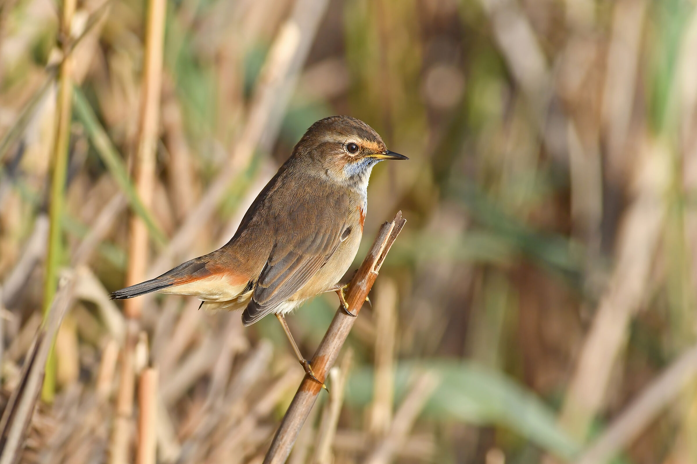 Stories of feathers 6 ( Bluecomb )