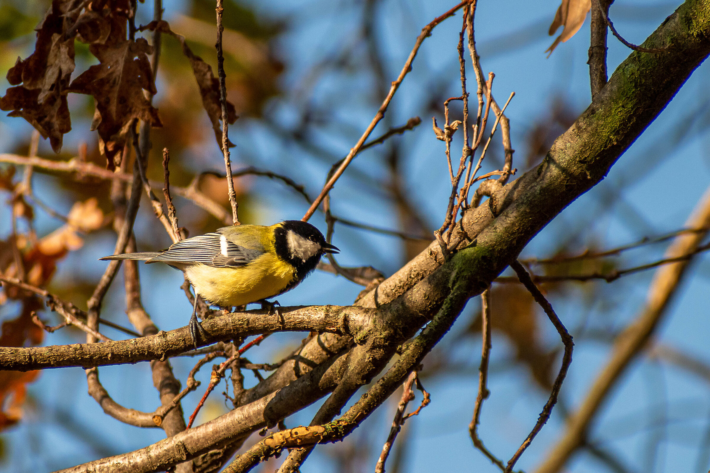 Titmouse