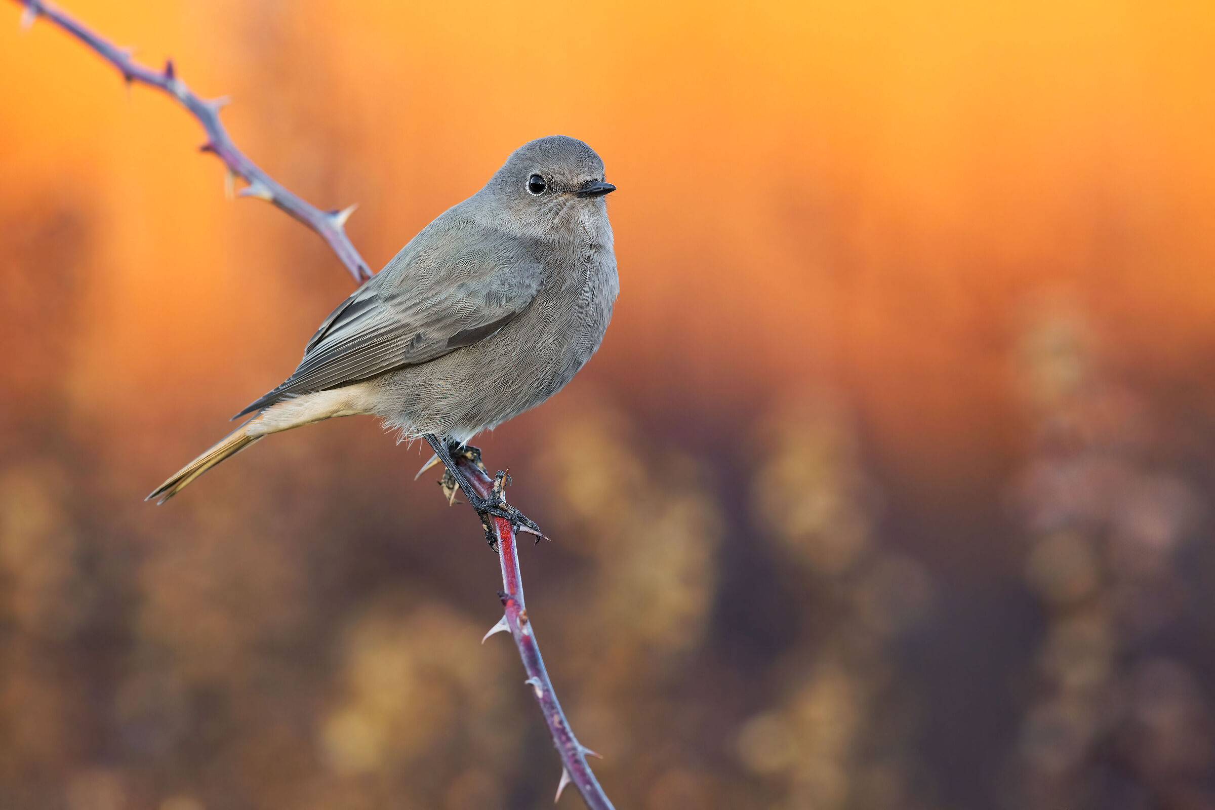 Codirosso Spz Femmina/Imma