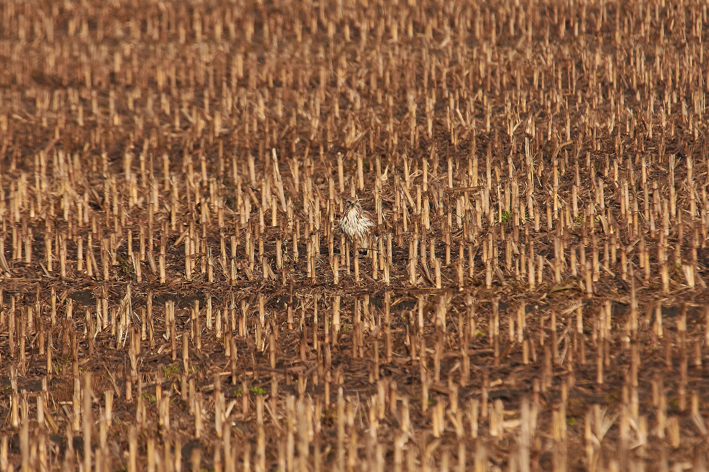 Confusa tra le stoppie