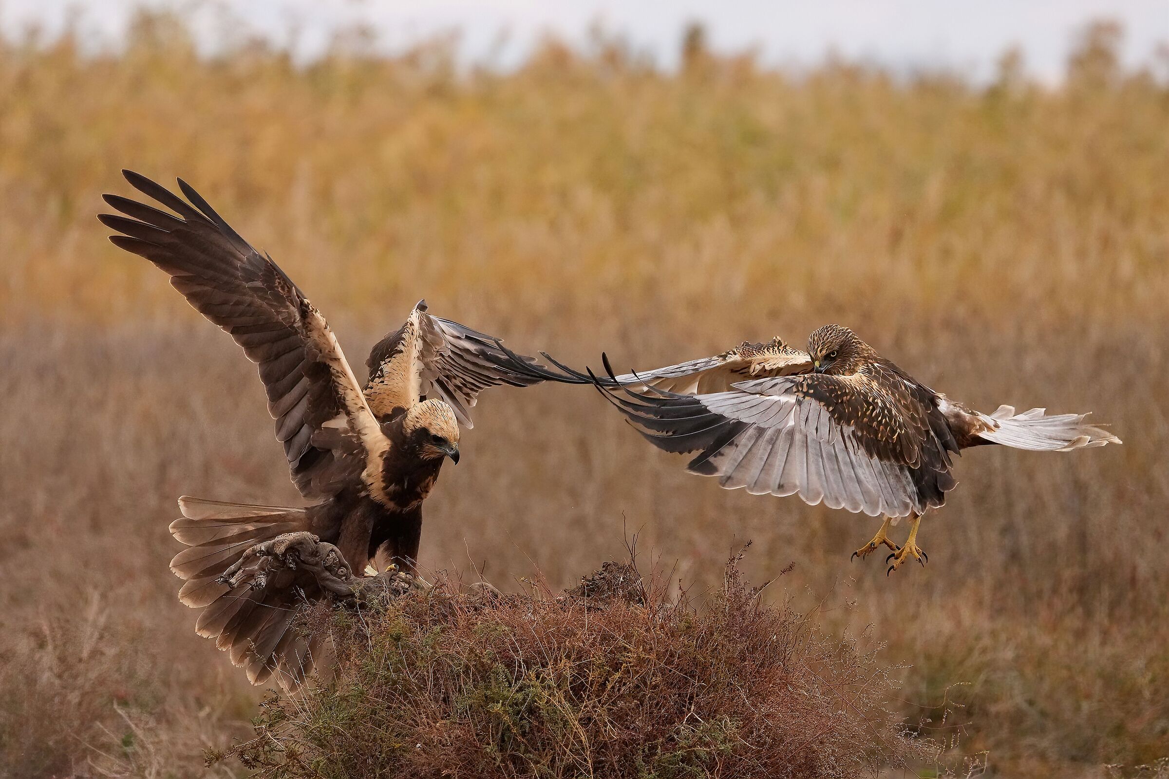 falchi di palude maschio e femmina