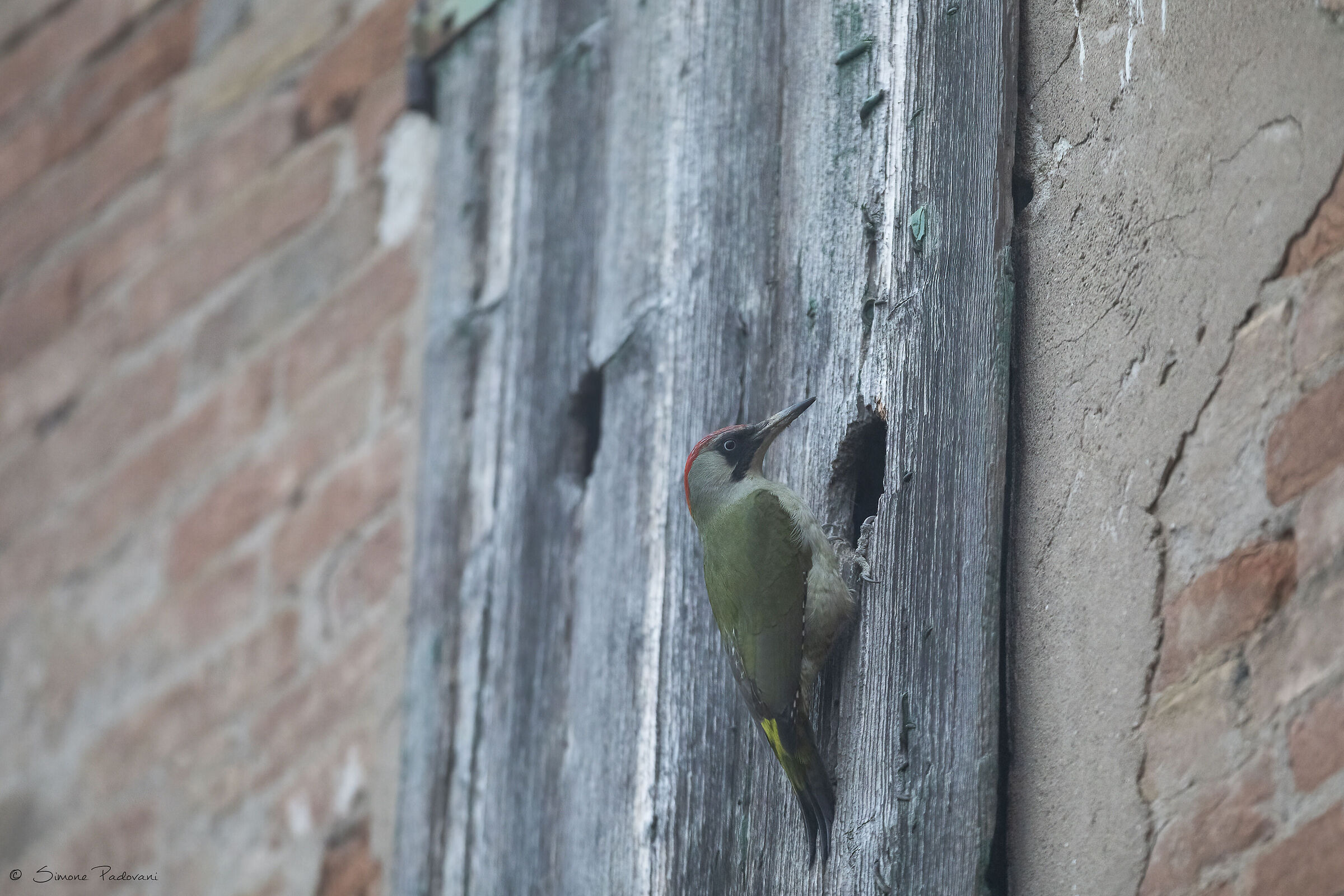 Picchio Verde