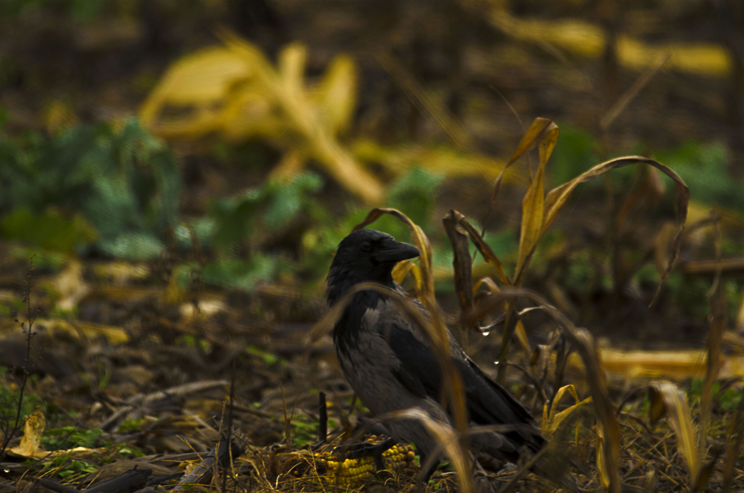 cibo... c'è nessuno?