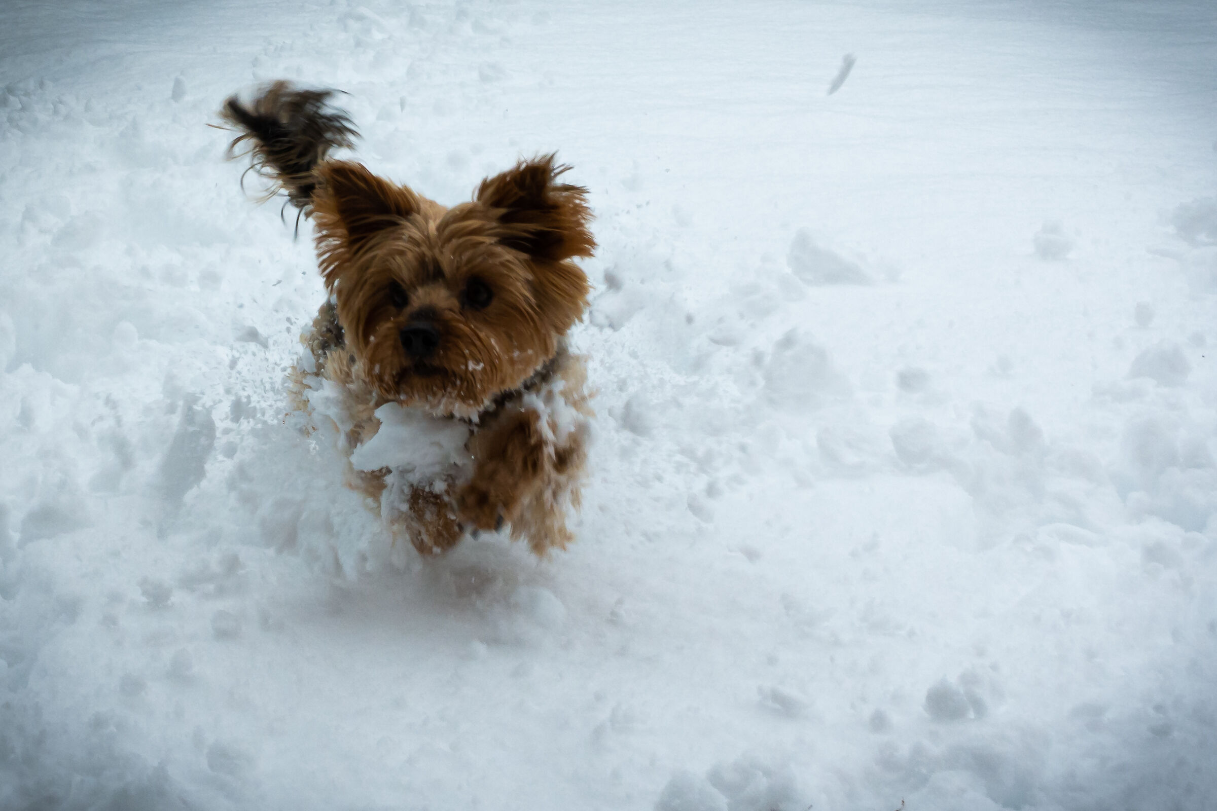 Dog in the snow