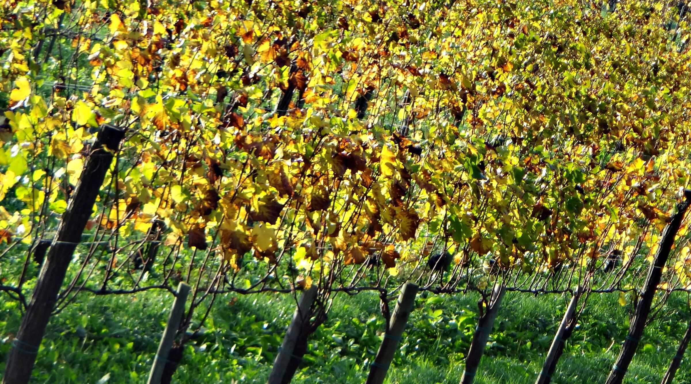 Vigna a Cormons (Friuli)