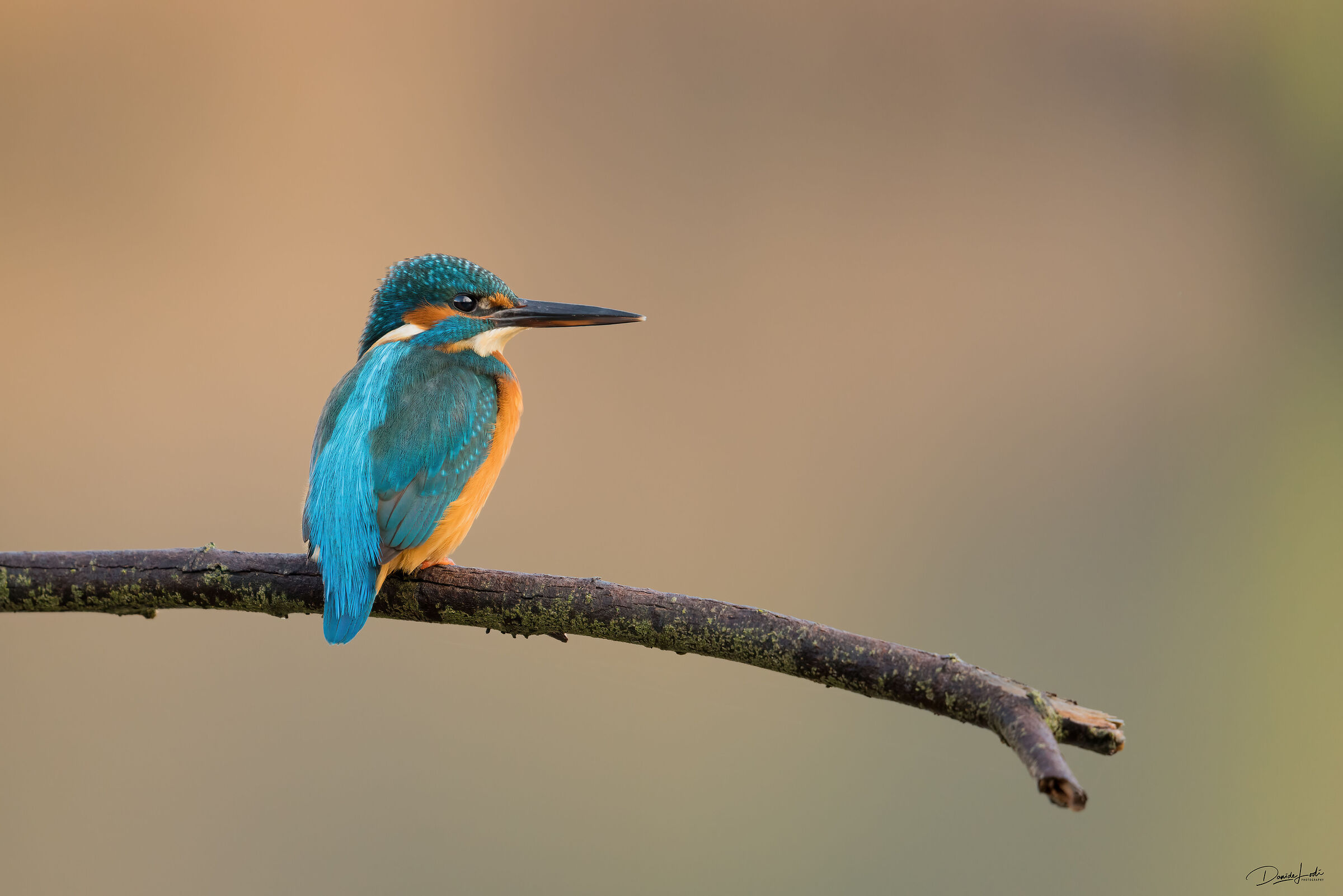 Kingfisher
