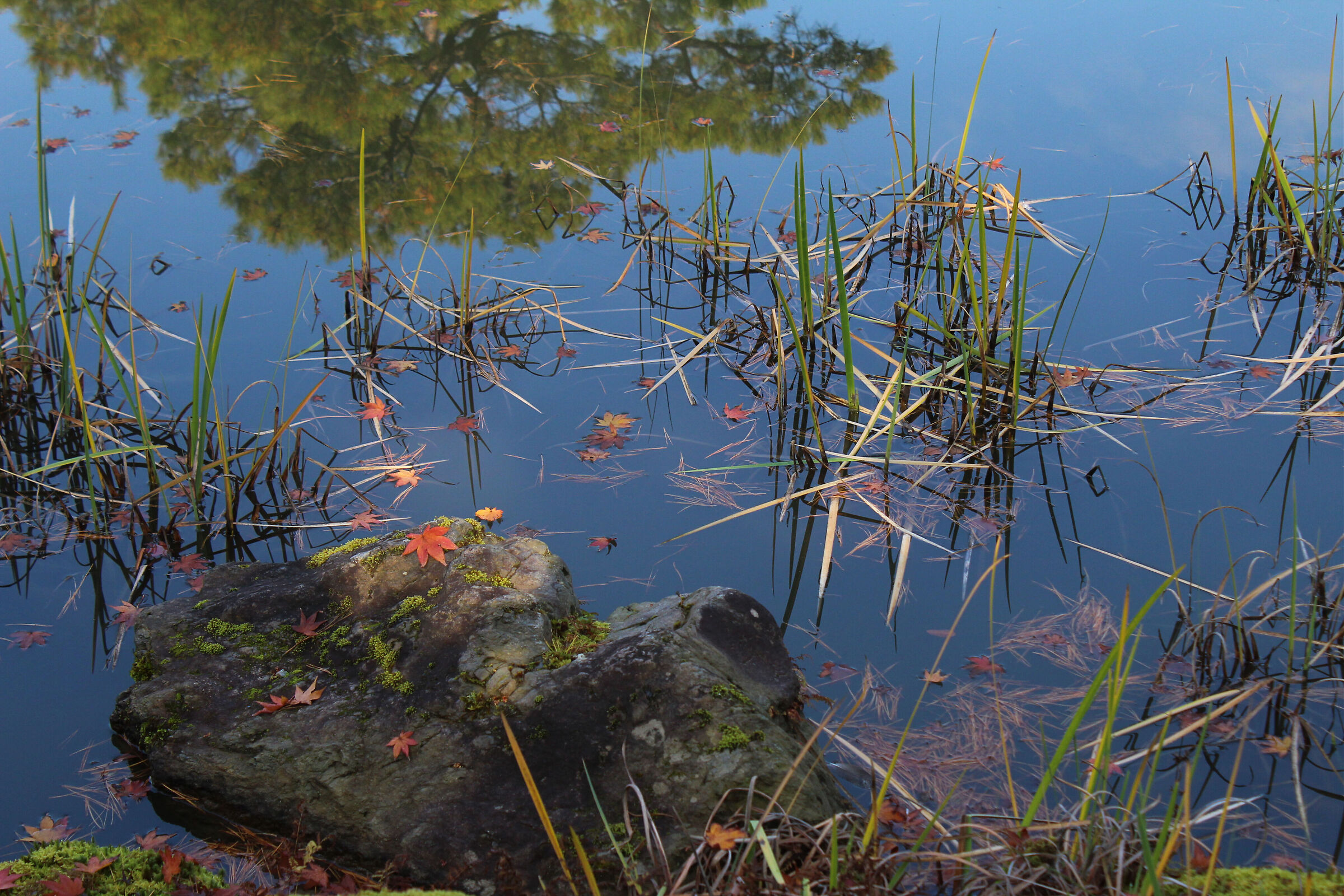 Autumn at Kinkaku-ji Temple
