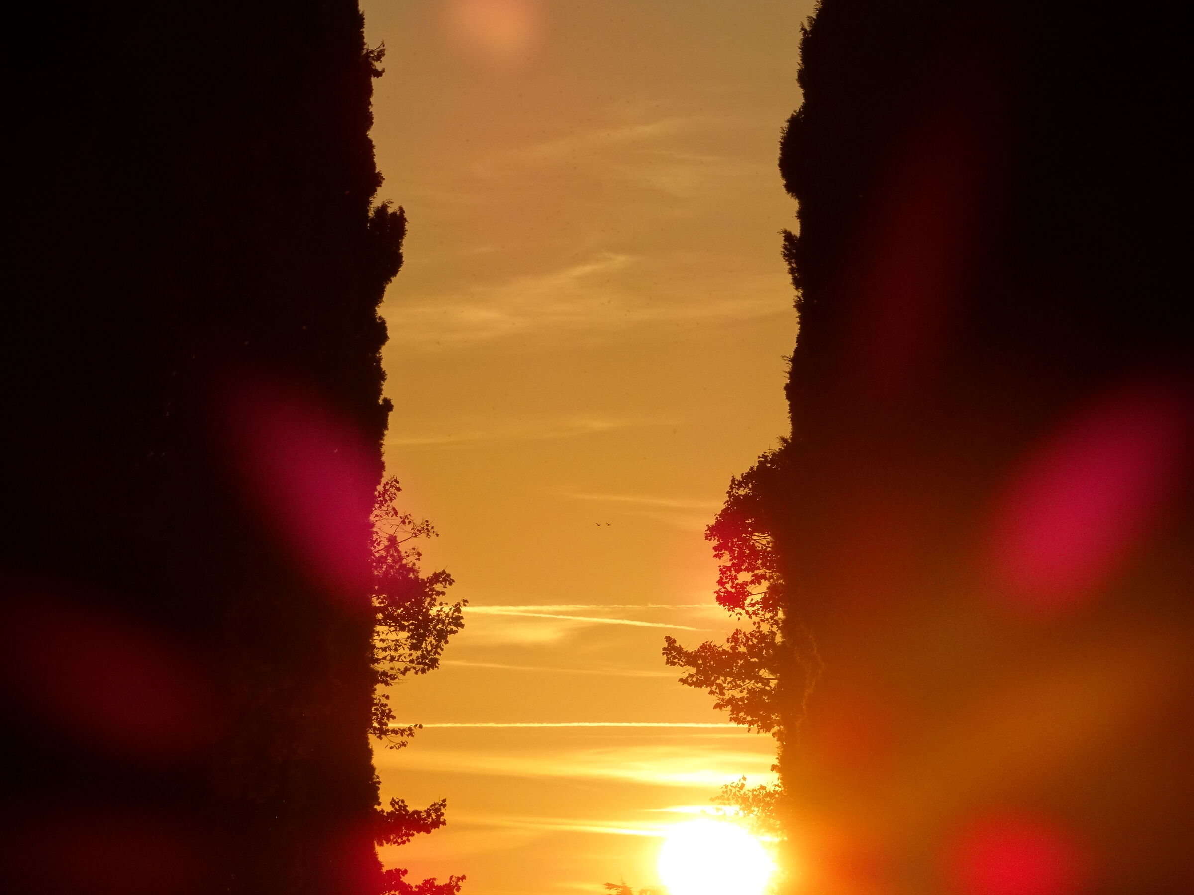 Este. Sunset between rows of trees.