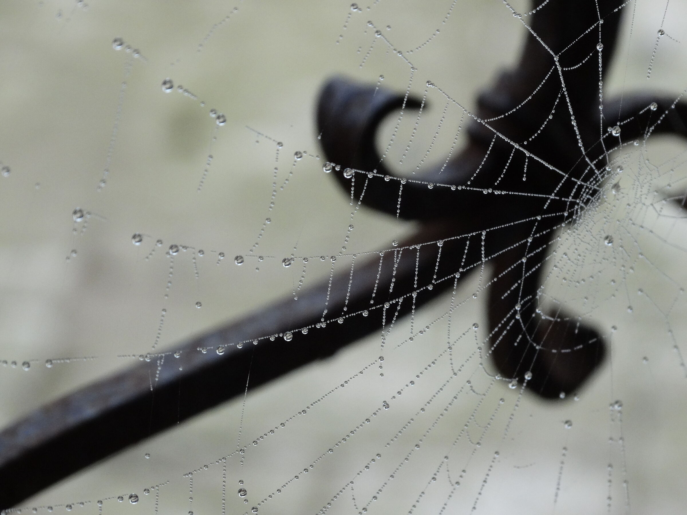 Ragnatela con rugiada