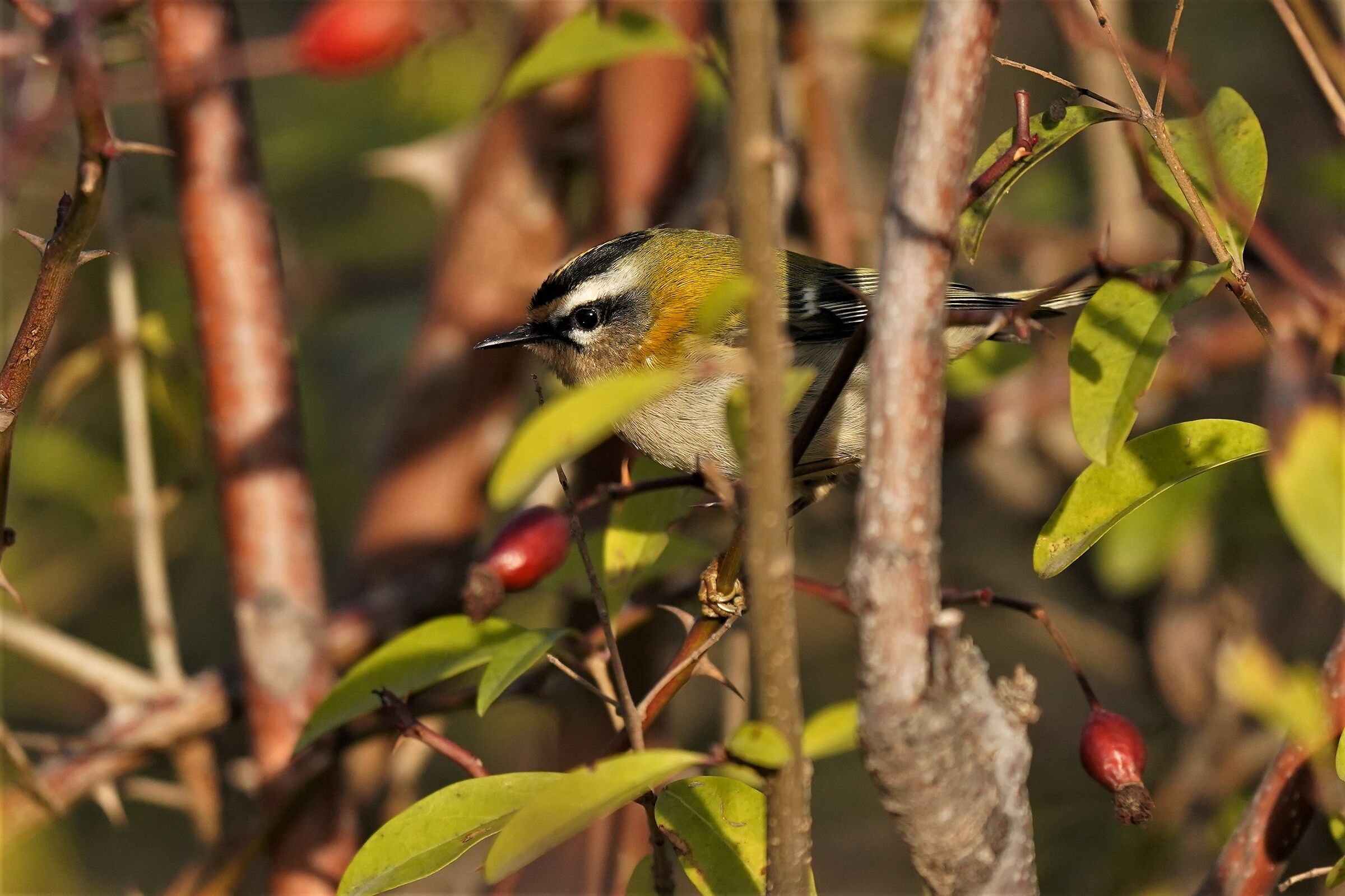 fiorrancino....ambientato