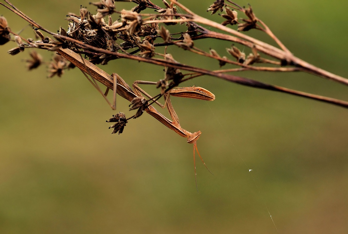 Find the Differences