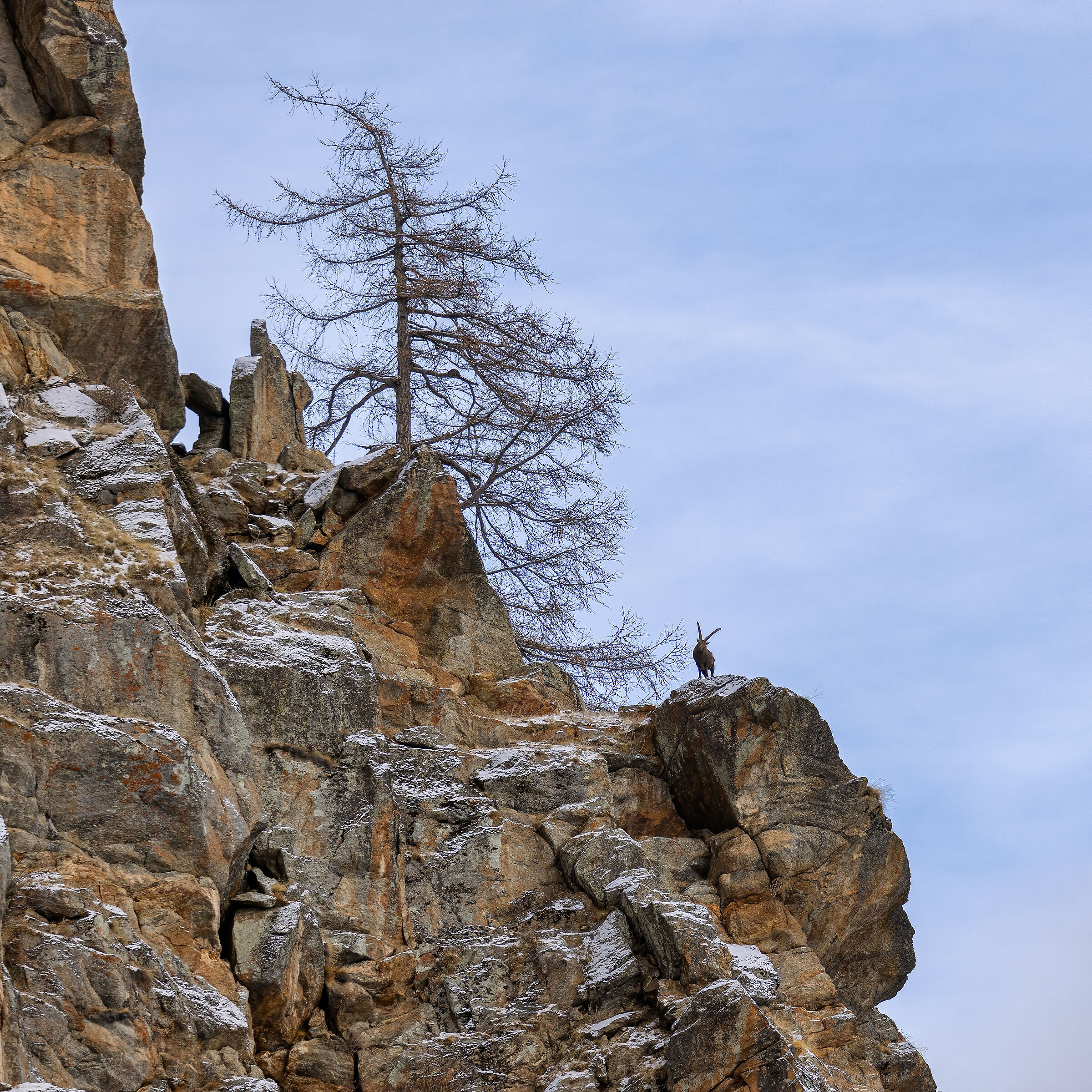Ibex