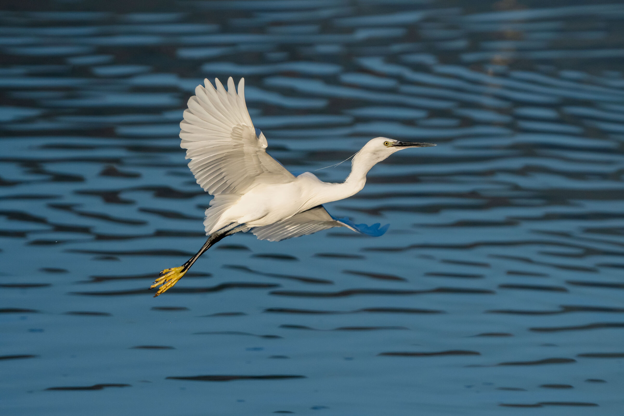 Nel blu dipinto di blu