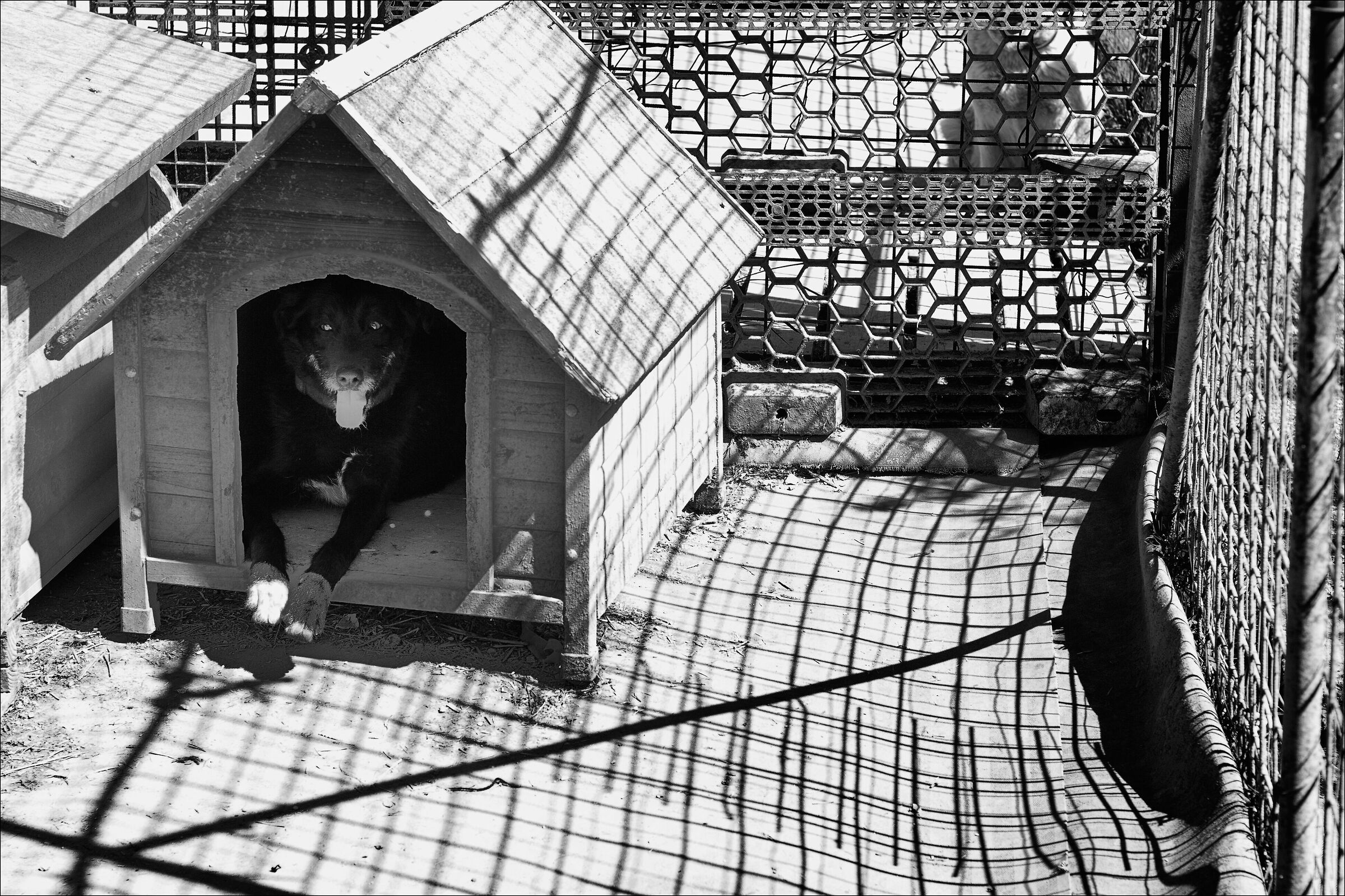 Bobby, al rifugio Ohana