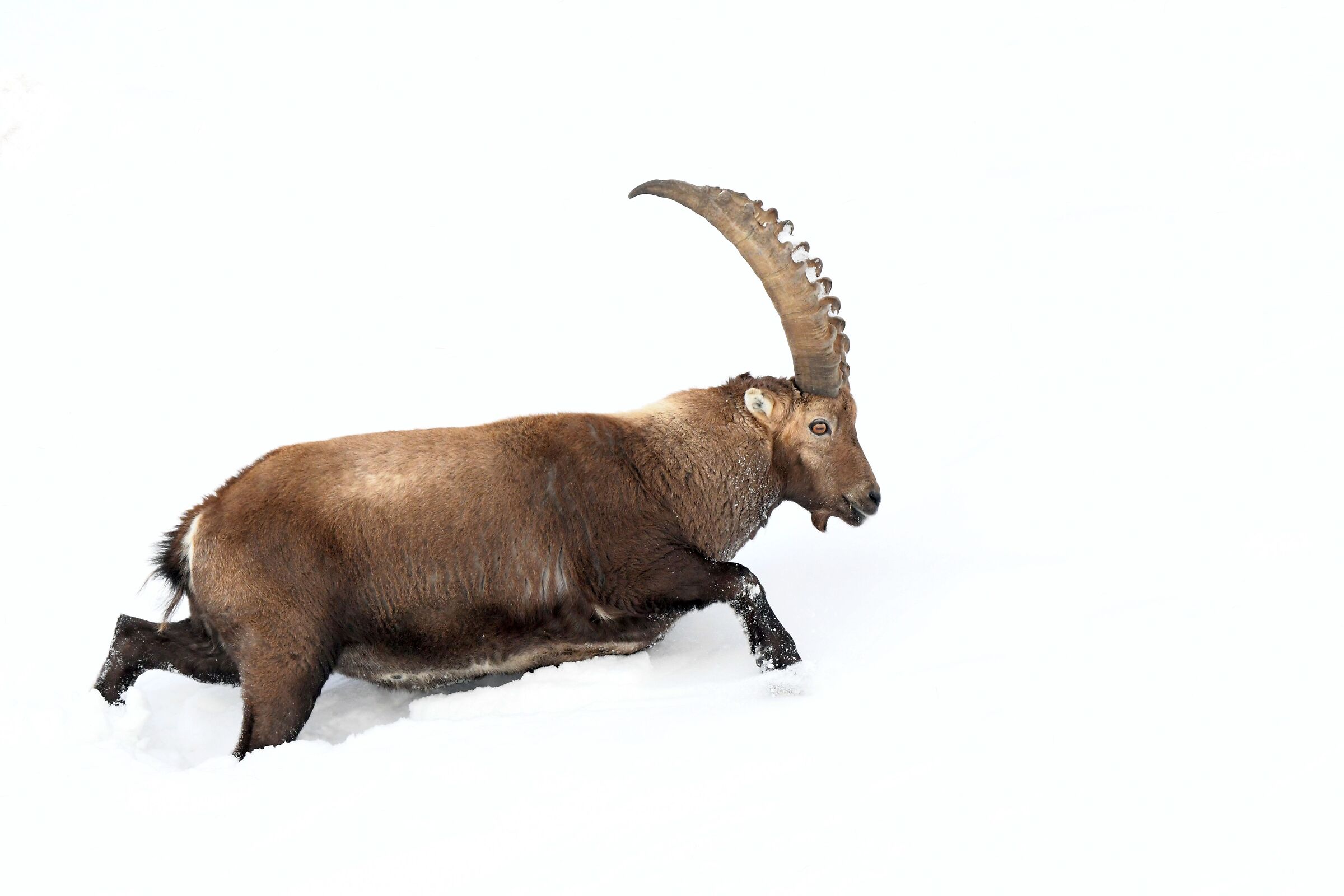 ibex