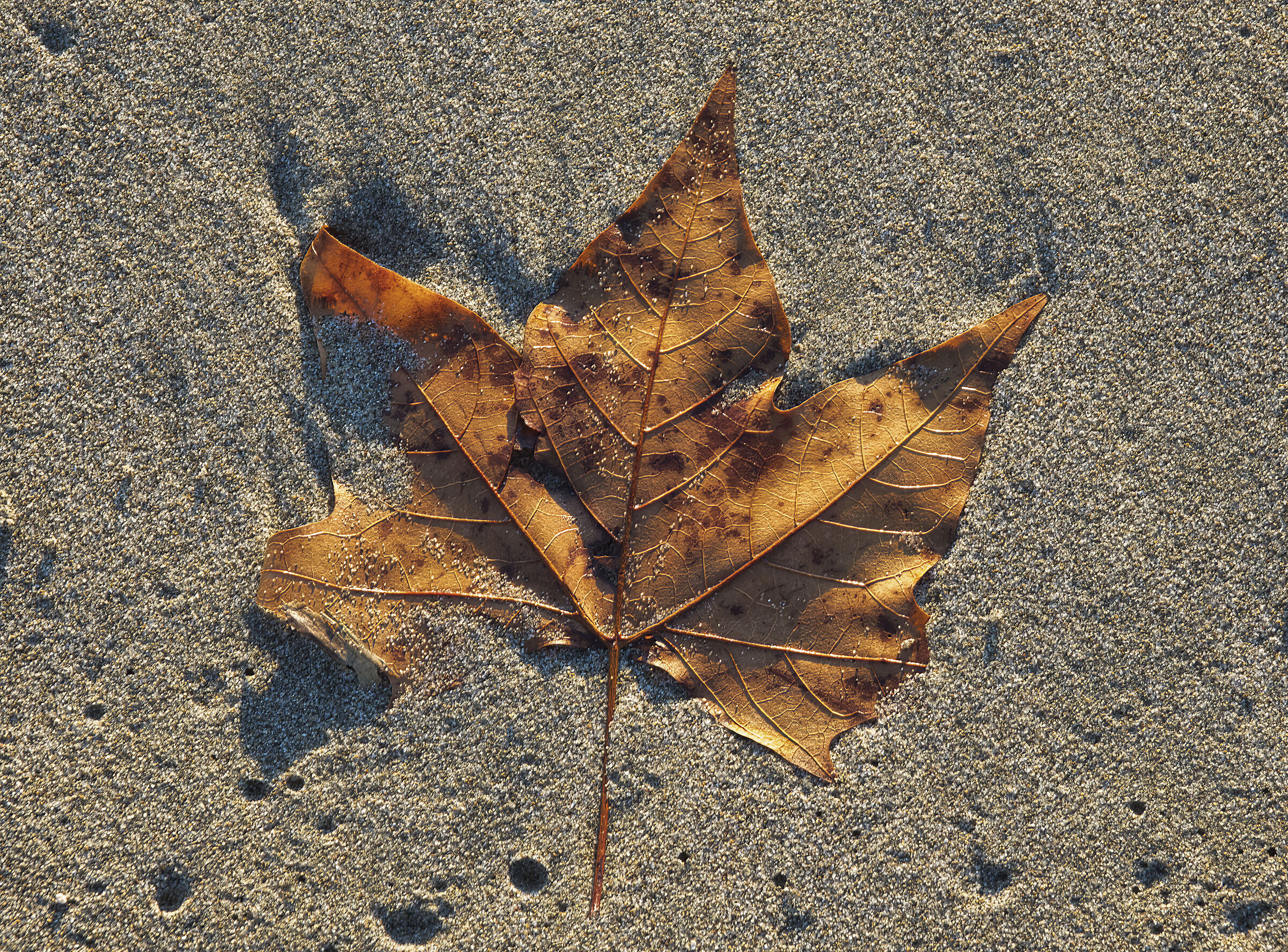 Ultima foglia d'autunno nel mare d'inverno