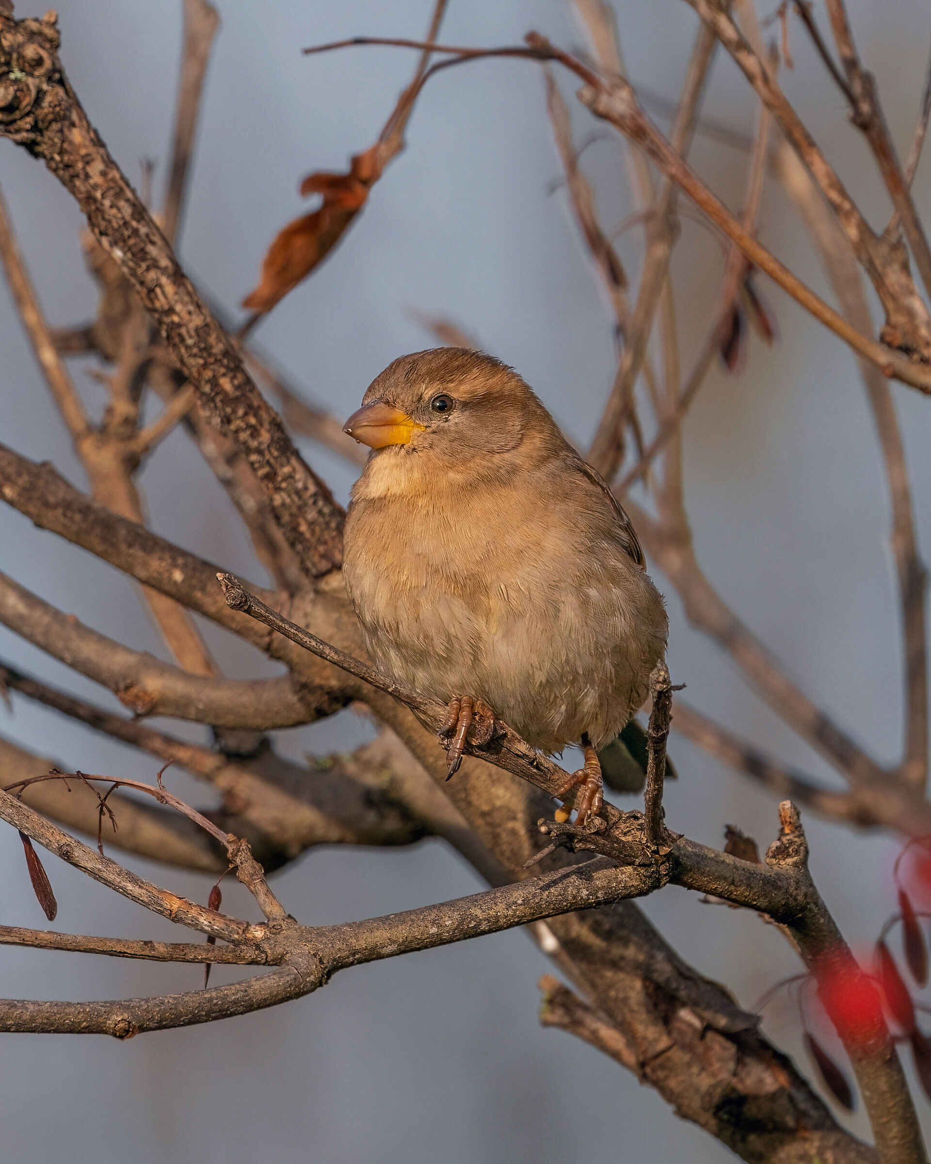 Simply a Sparrow