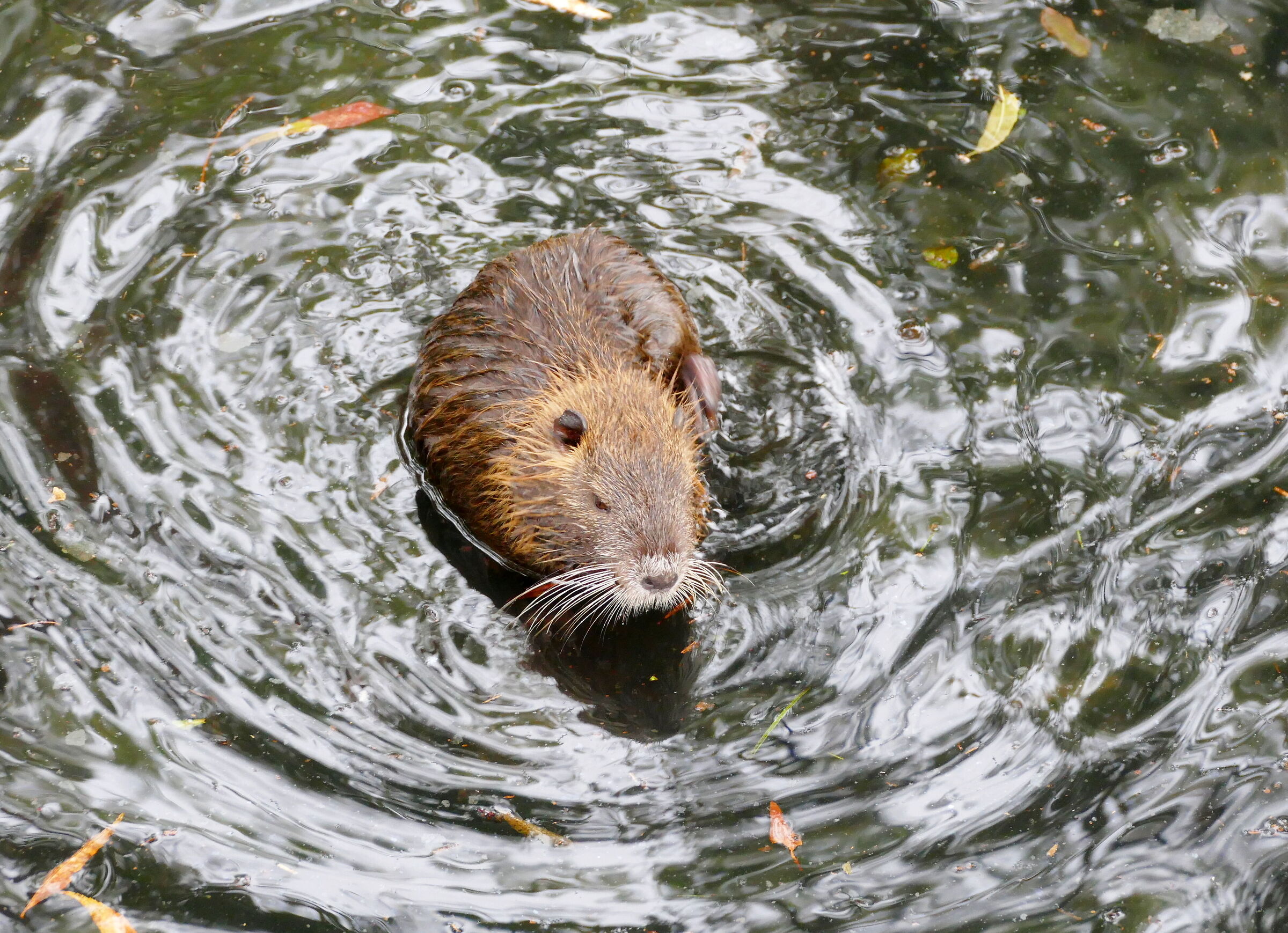 Piccola nutria dice:...anch'io vorrei una foto!