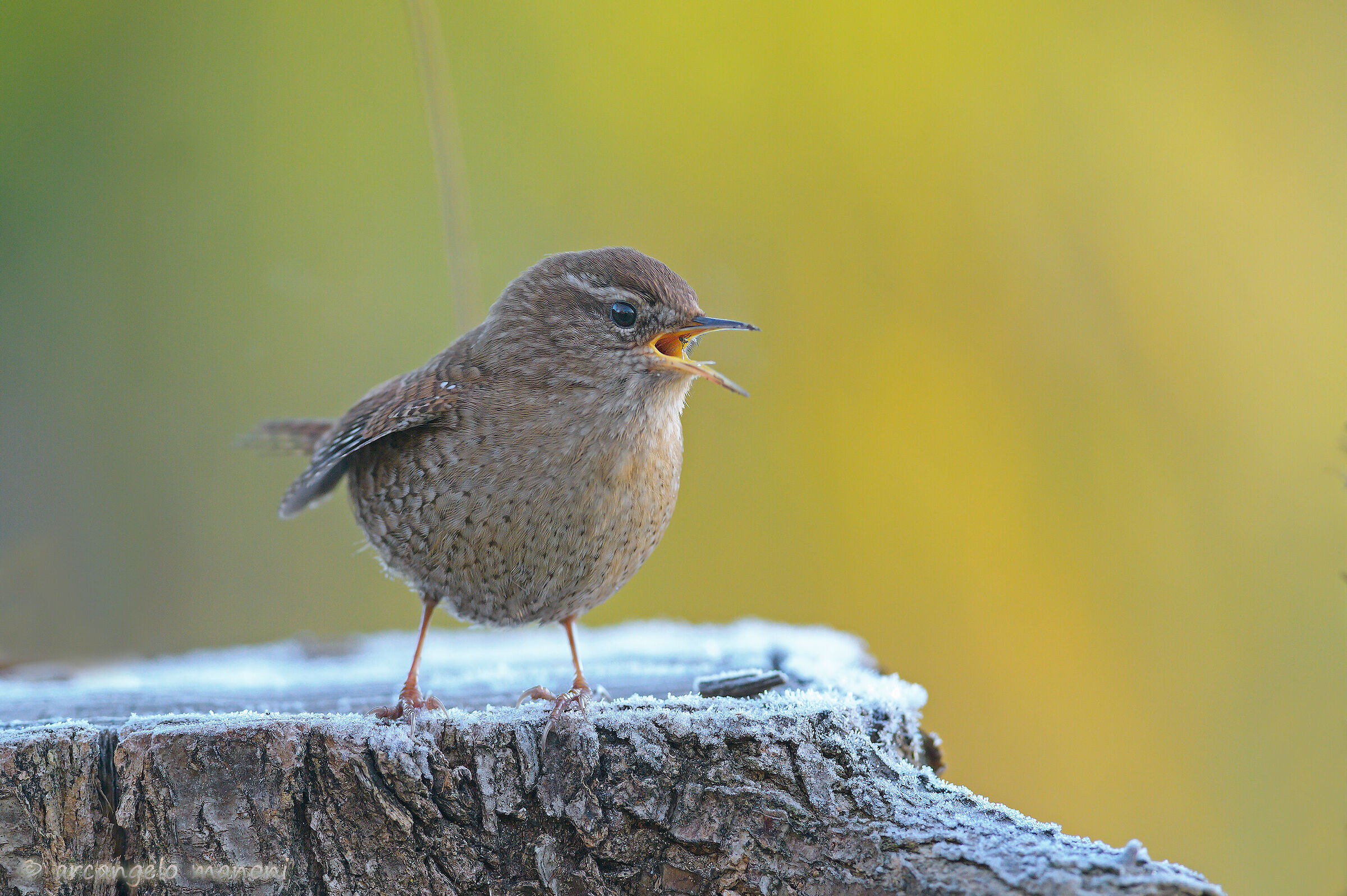 The wren is not afraid of frost