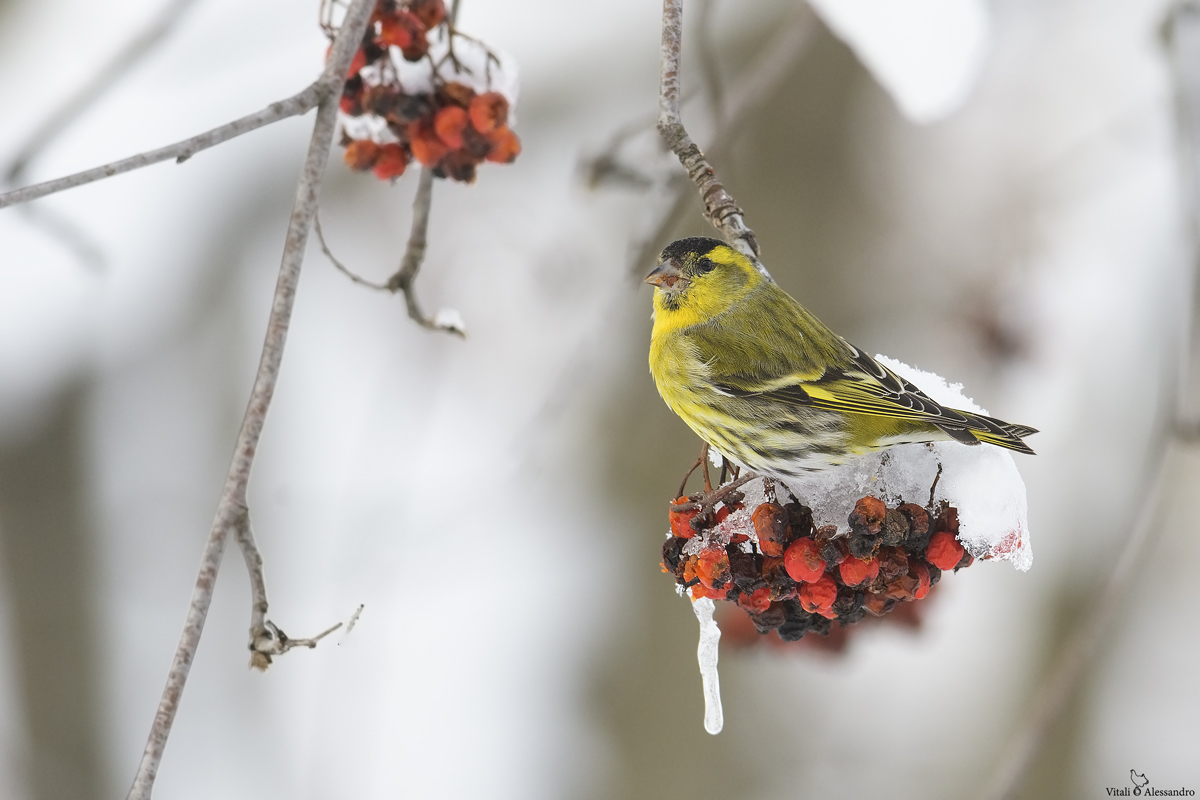 Lucherino (Lucherino)